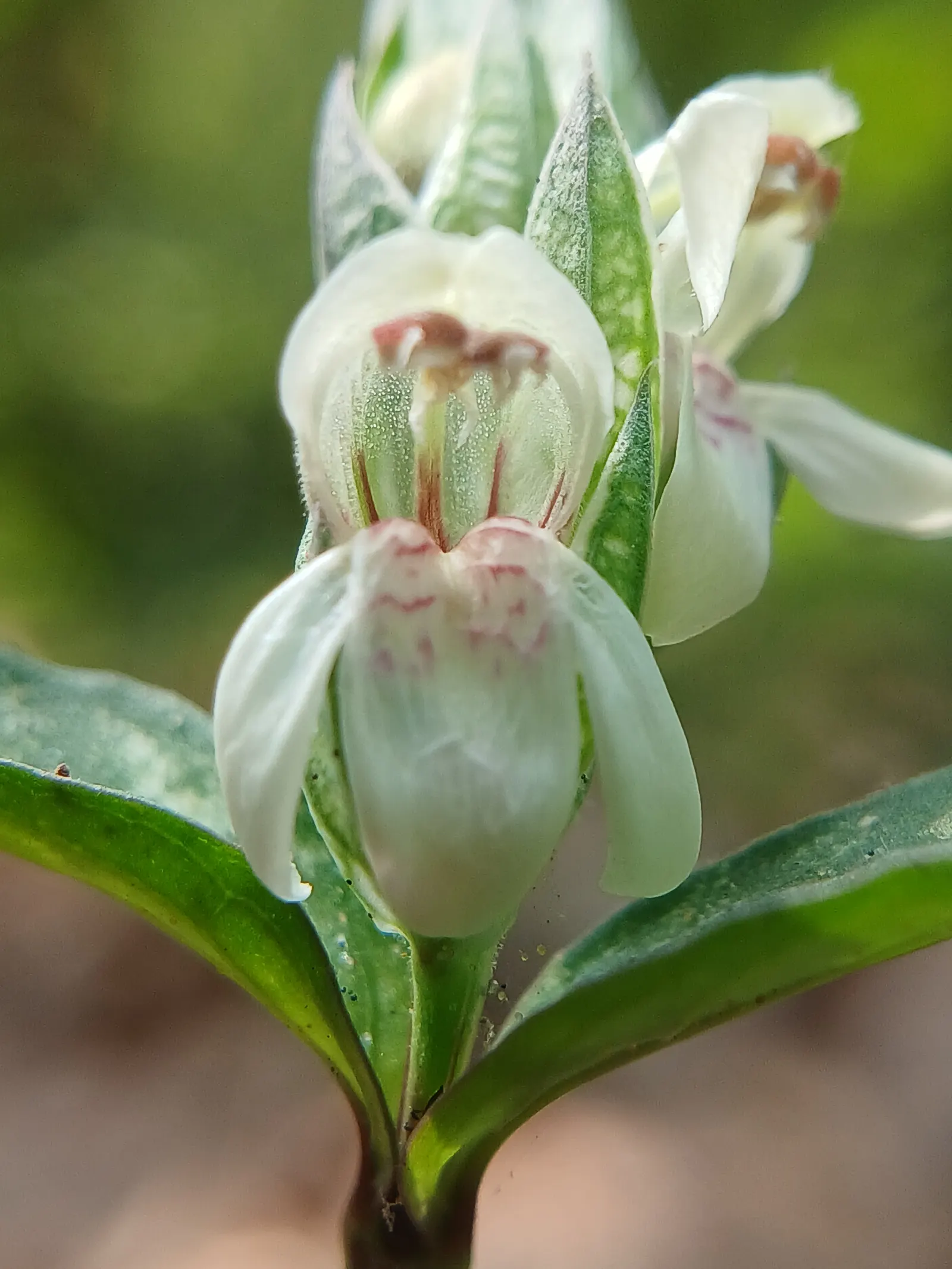 Shrimp Plant (Justicia Brandegeeana) — is an evergreen perennial that enlivens gardens with its unique; shrimp-like bracts that showcase an, image 90