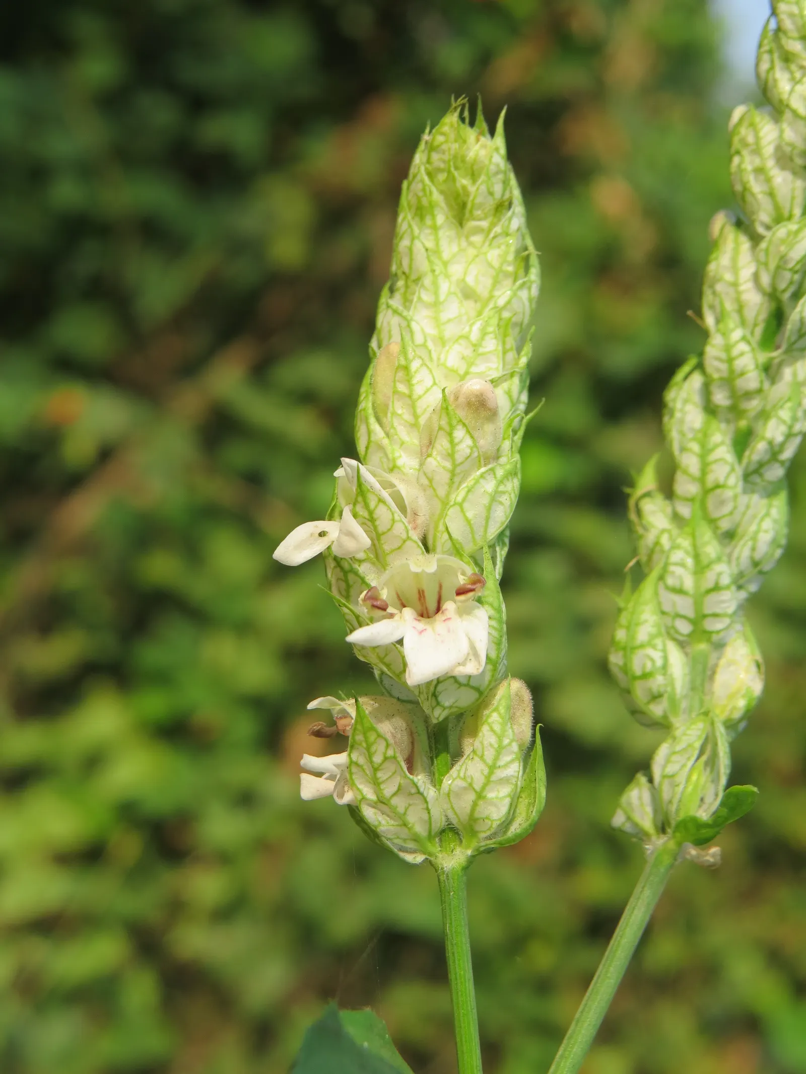 Shrimp Plant (Justicia Brandegeeana) — Pruning promotes bushiness; it's ideal for mixed borders and container displays; slow-release fertilizer to, image 72