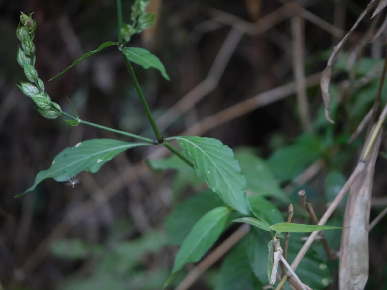 Shrimp Plant (Justicia Brandegeeana) — scientifically known as Justicia brandegeeana; is a captivating perennial that adds a touch of the tropics, image 96