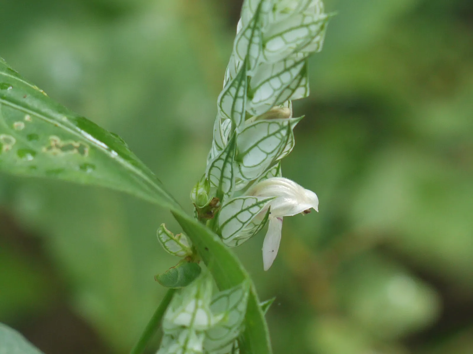 Shrimp Plant (Justicia Brandegeeana) — Regular pruning will maintain its bushy appearance and promote continuous flowering; multi-colored and pink, image 107