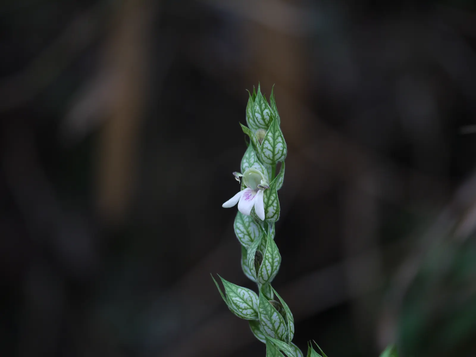 Shrimp Plant (Justicia Brandegeeana) — Preferring partial shade, it thrives in well-draining soil and requires moderate watering; this plant is, image 93