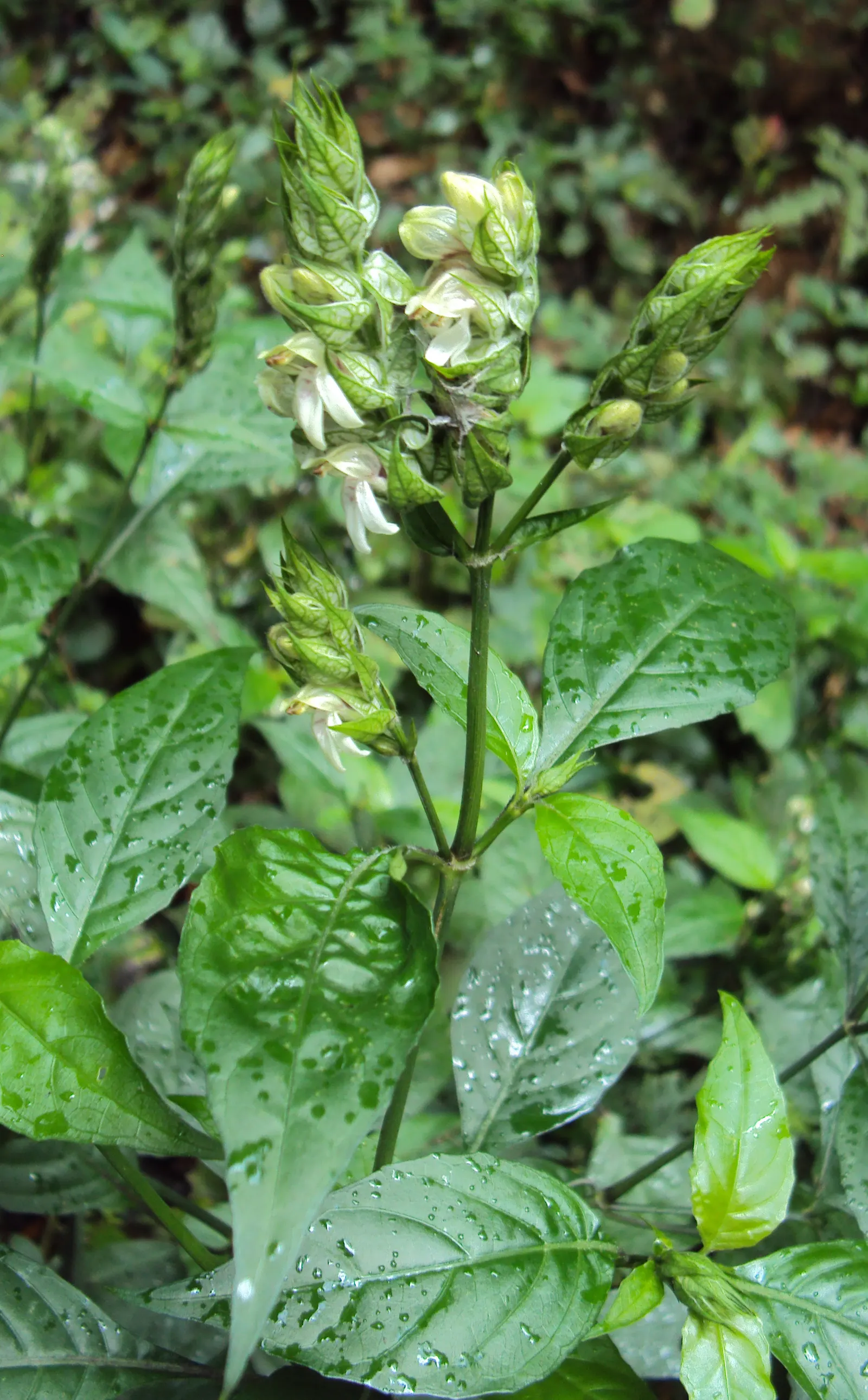 Shrimp Plant (Justicia Brandegeeana) — multi-colored and pink flowers in the garden; preferring partial shade, it thrives in well-draining soil and, image 64