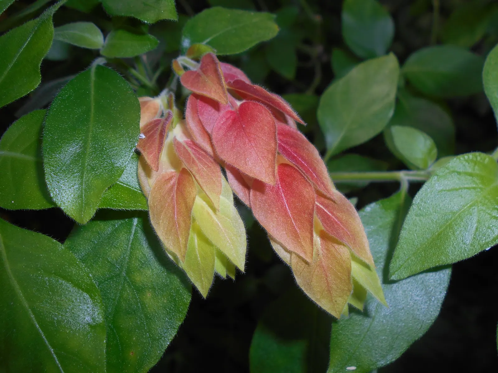 Shrimp Plant (Justicia Brandegeeana) — sunset orange.<br><br>Reaching heights of 3 to 4 feet with a spread equally as wide; though it's advisable, image 188
