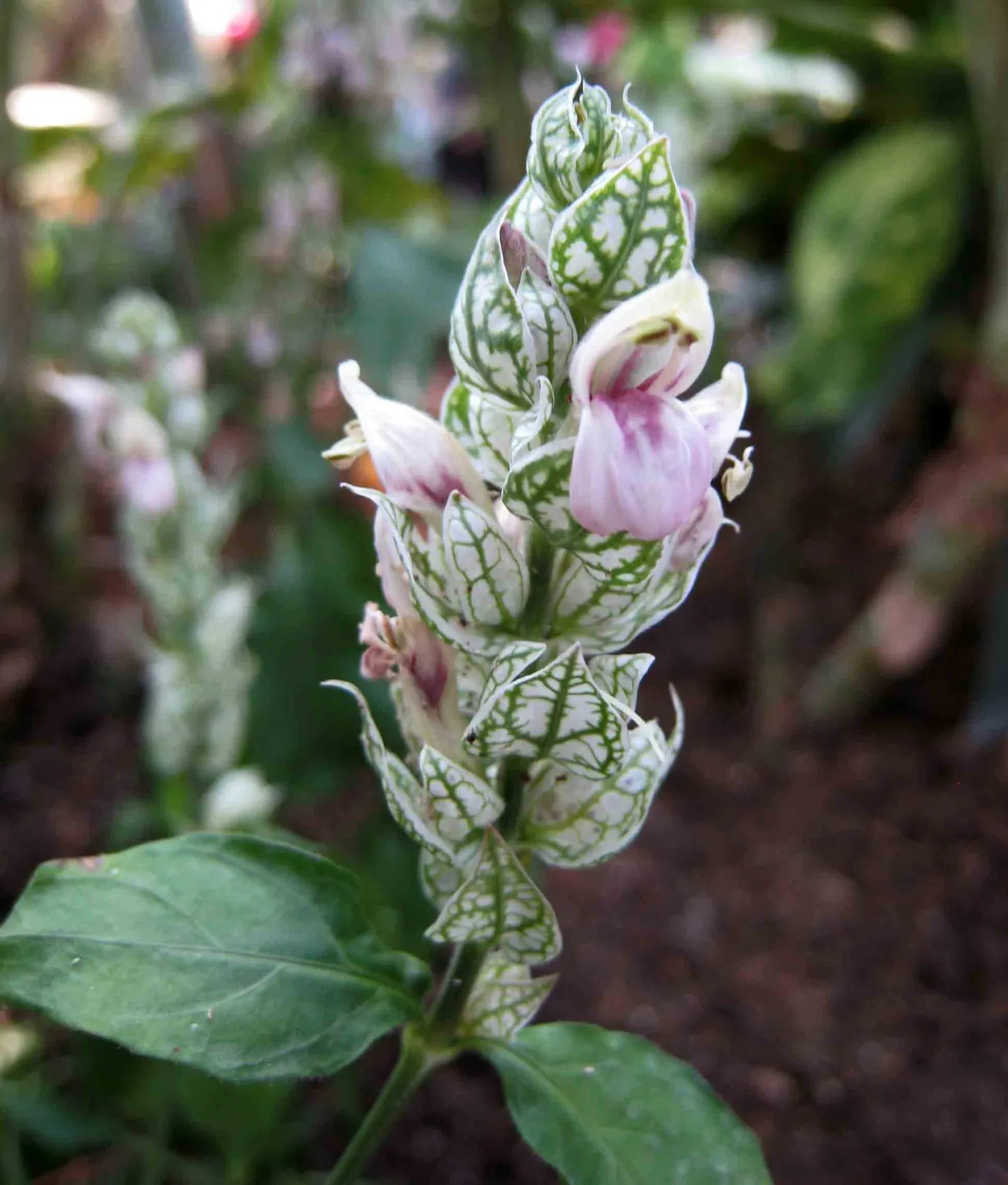 Shrimp Plant (Justicia Brandegeeana) — making it an excellent choice for a garden that doubles as a haven for wildlife; the Shrimp Plant thrives in, image 106