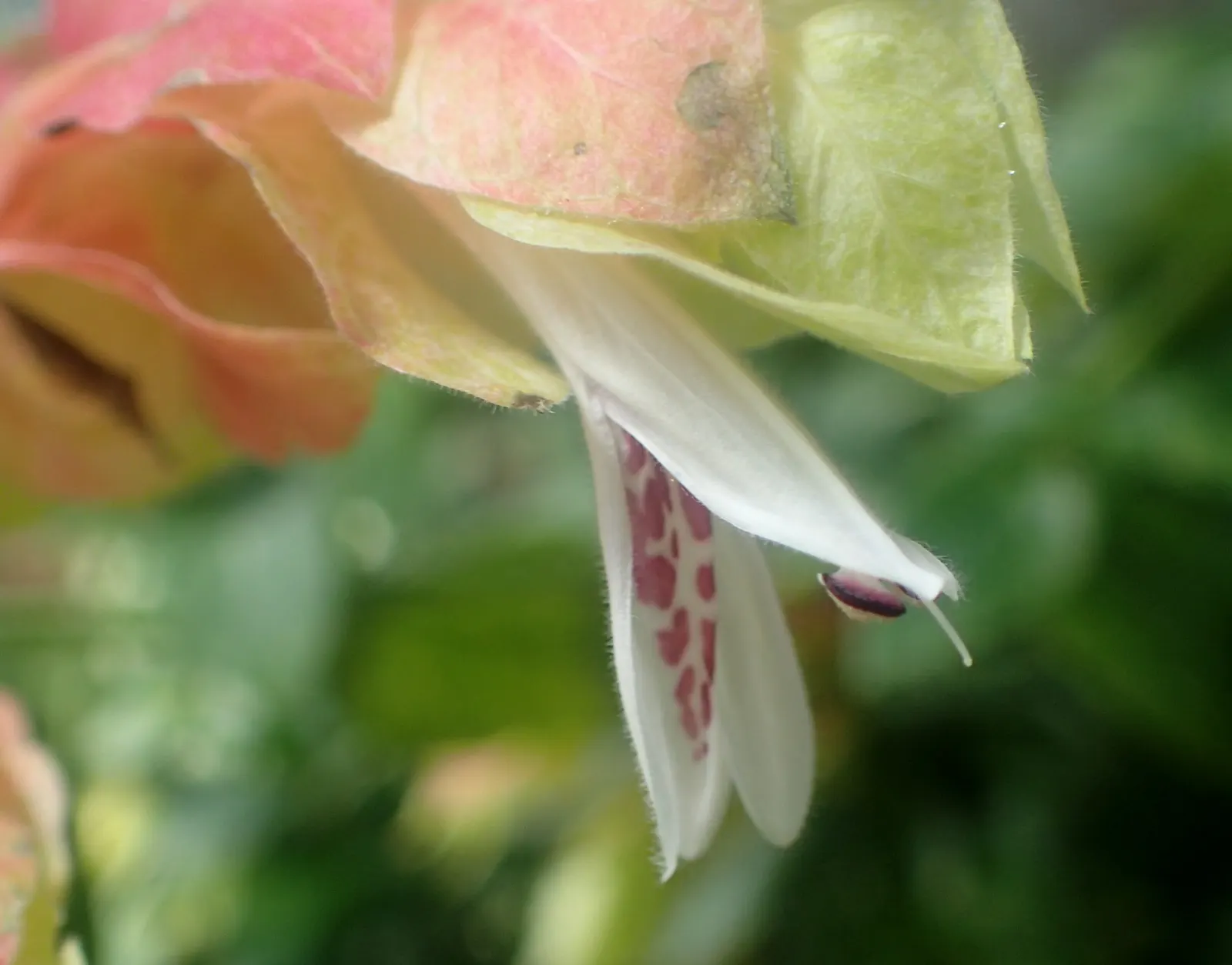Shrimp Plant (Justicia Brandegeeana) — is a captivating perennial that adds a touch of the tropics to any garden design; delivering moderate water, image 163