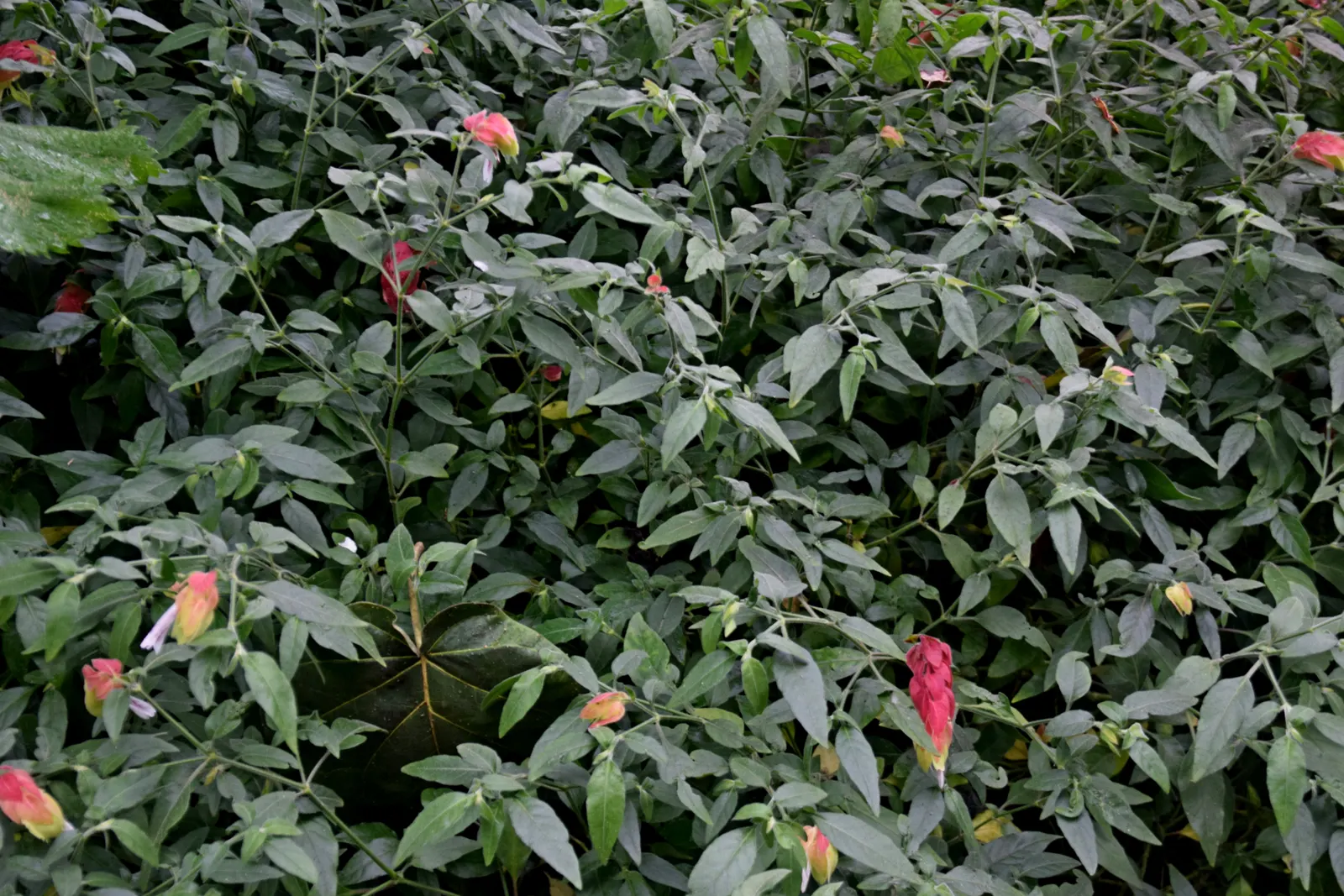 Shrimp Plant (Justicia Brandegeeana) — scientifically known as Justicia brandegeeana; is a captivating perennial that adds a touch of the tropics, image 206