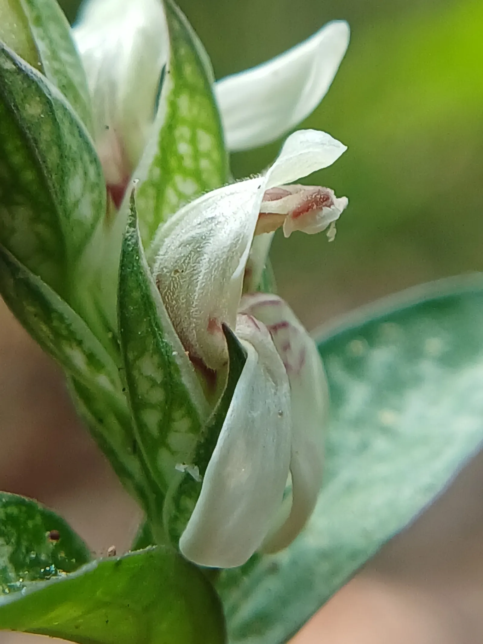 Shrimp Plant (Justicia Brandegeeana) — shrimp-like bracts that showcase an intriguing blend of colors; scientifically known as Justicia brandegeeana, image 77