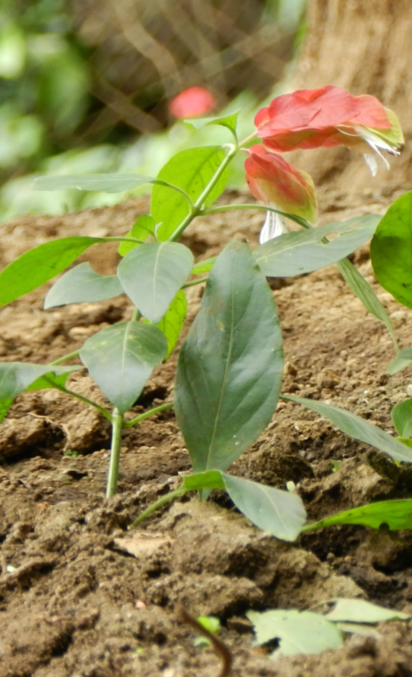 Shrimp Plant (Justicia Brandegeeana) — scientifically known as Justicia brandegeeana; is a captivating perennial that adds a touch of the tropics, image 184