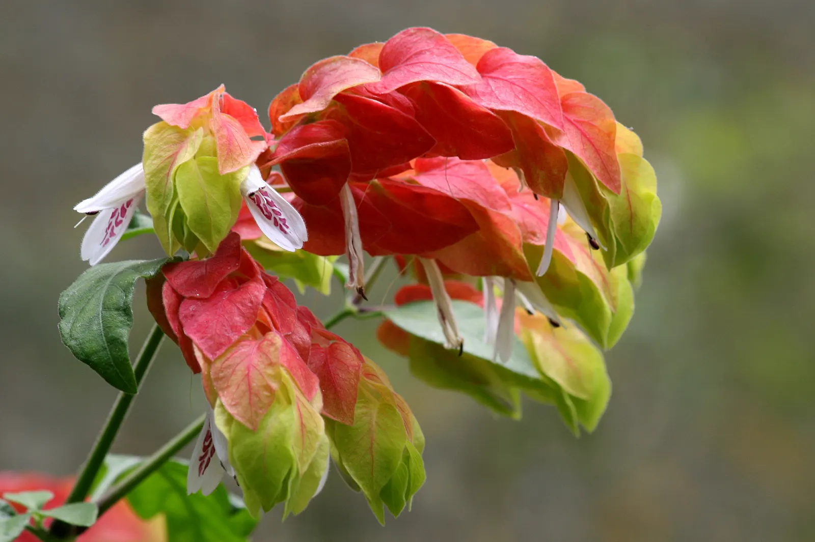 Shrimp Plant (Justicia Brandegeeana) — shrub with multi-colored and pink blooms; sunset orange.<br><br>Reaching heights of 3 to 4 feet with a, image 175