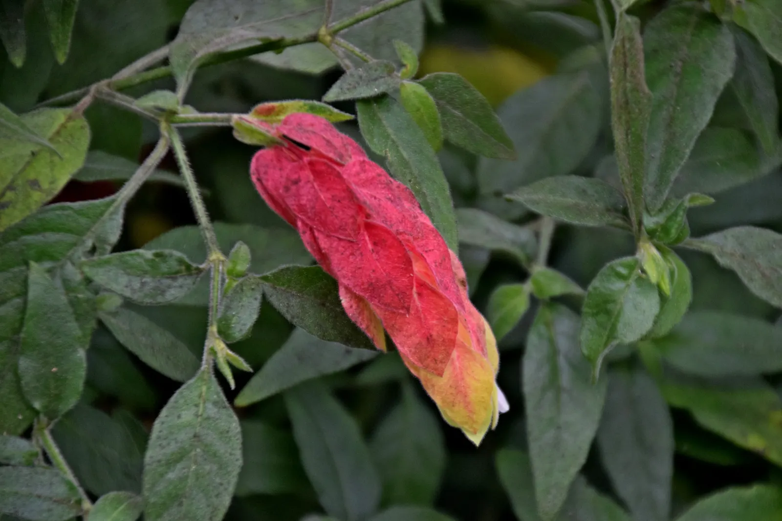 Shrimp Plant (Justicia Brandegeeana) — Pruning promotes bushiness; it's ideal for mixed borders and container displays; slow-release fertilizer to, image 204