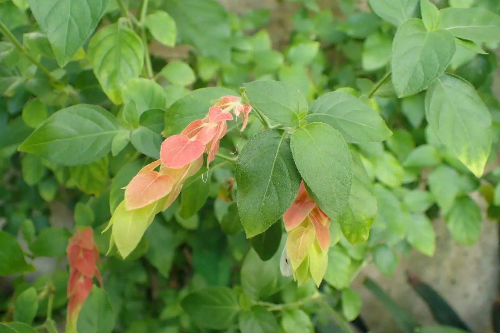 Shrimp Plant (Justicia Brandegeeana) — slow-release fertilizer to encourage robust growth and a prolific display of its distinctive; pruning, image 171