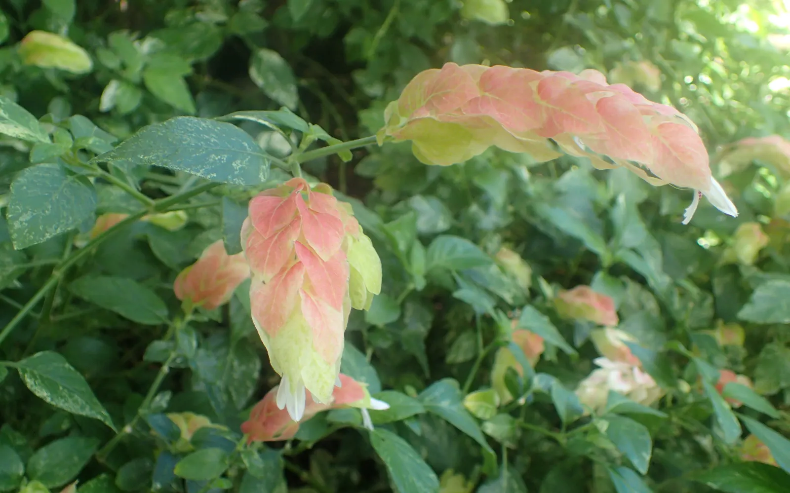Shrimp Plant (Justicia Brandegeeana) — making it an excellent choice for a garden that doubles as a haven for wildlife; the Shrimp Plant thrives in, image 216