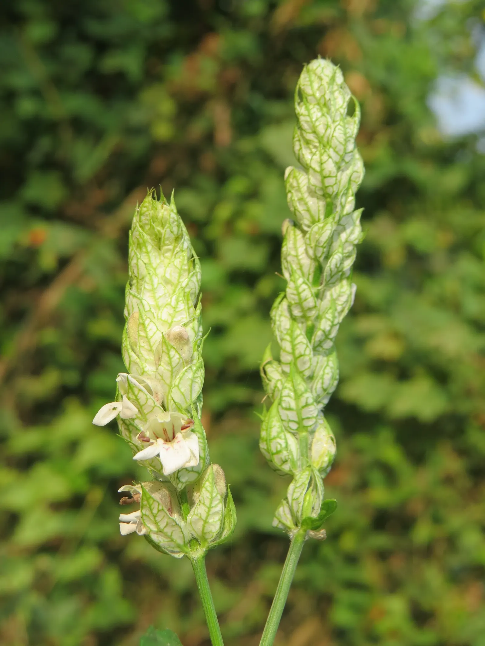 Shrimp Plant (Justicia Brandegeeana) — Pruning promotes bushiness; it's ideal for mixed borders and container displays