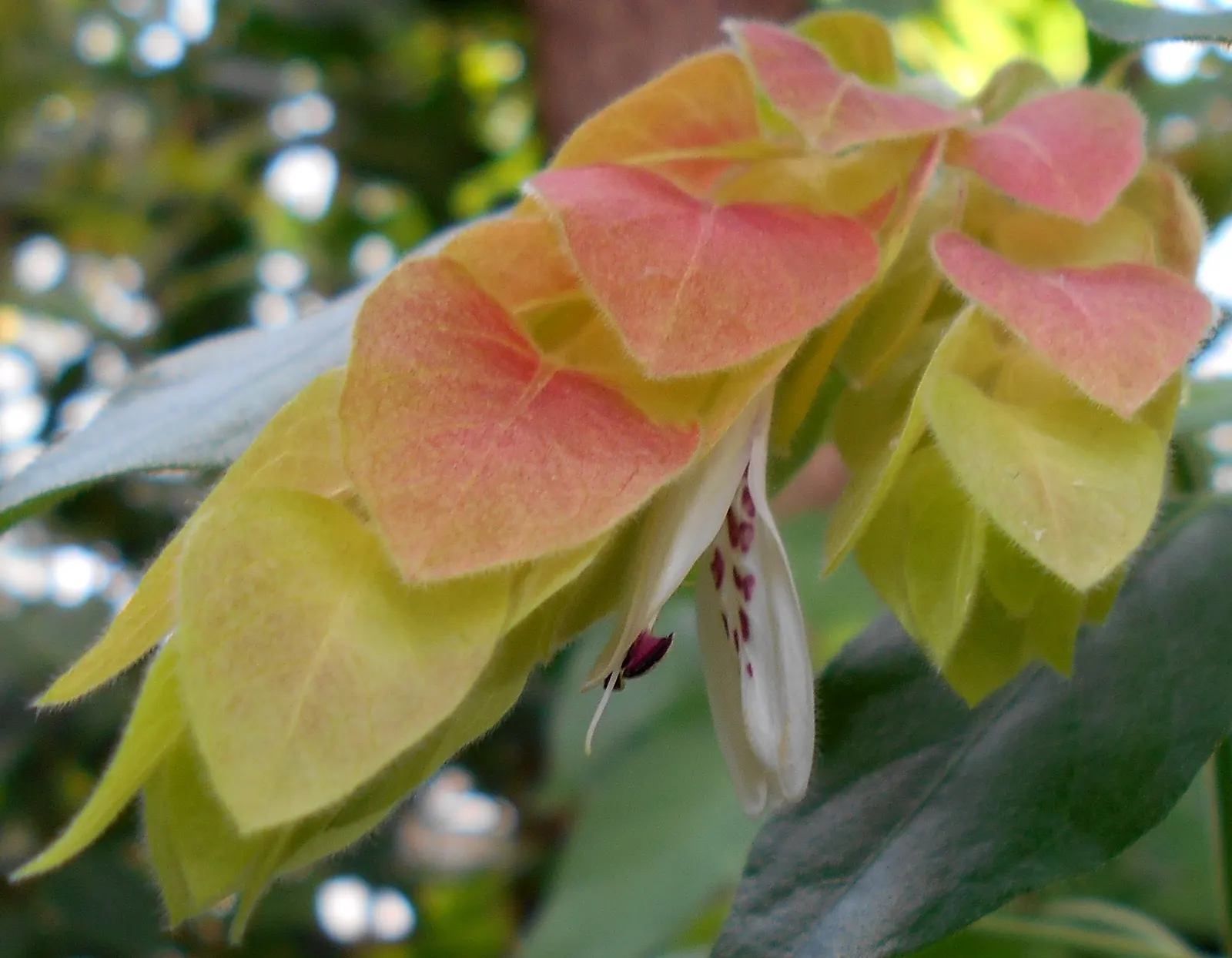Shrimp Plant (Justicia Brandegeeana) — commonly known as Shrimp Plant; with a mature height of 3-4 feet and a spread of 2-3 feet, image 199