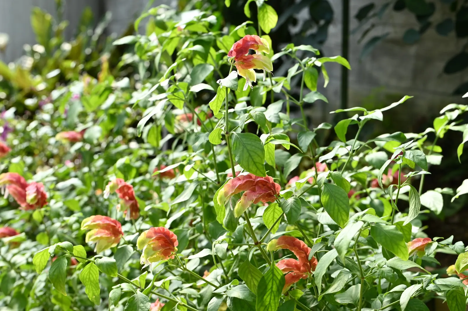Shrimp Plant (Justicia Brandegeeana) — making it an excellent choice for a garden that doubles as a haven for wildlife; the Shrimp Plant thrives in, image 172