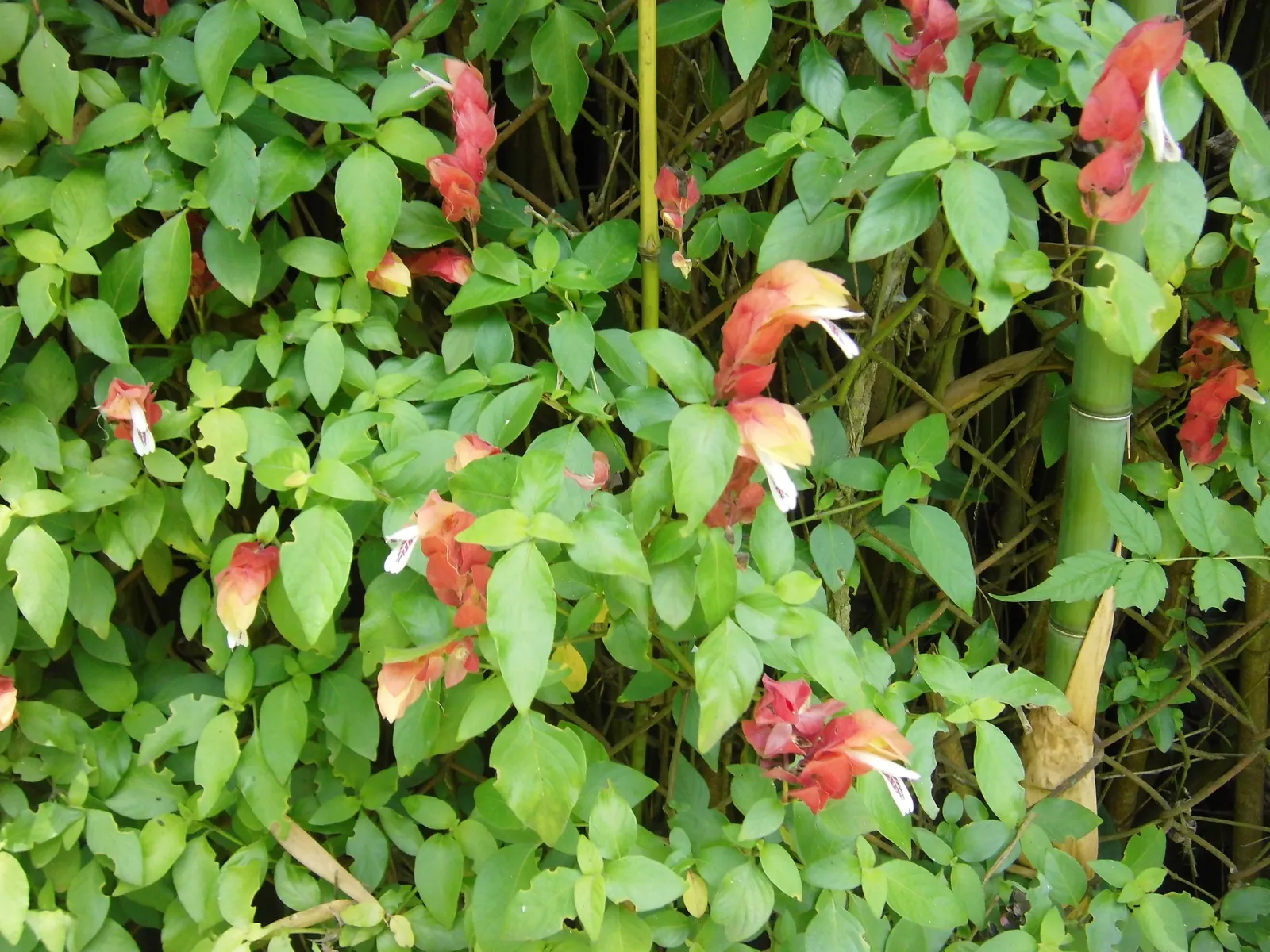 Shrimp Plant (Justicia Brandegeeana) — Preferring partial shade, it thrives in well-draining soil and requires moderate watering; this plant is, image 203