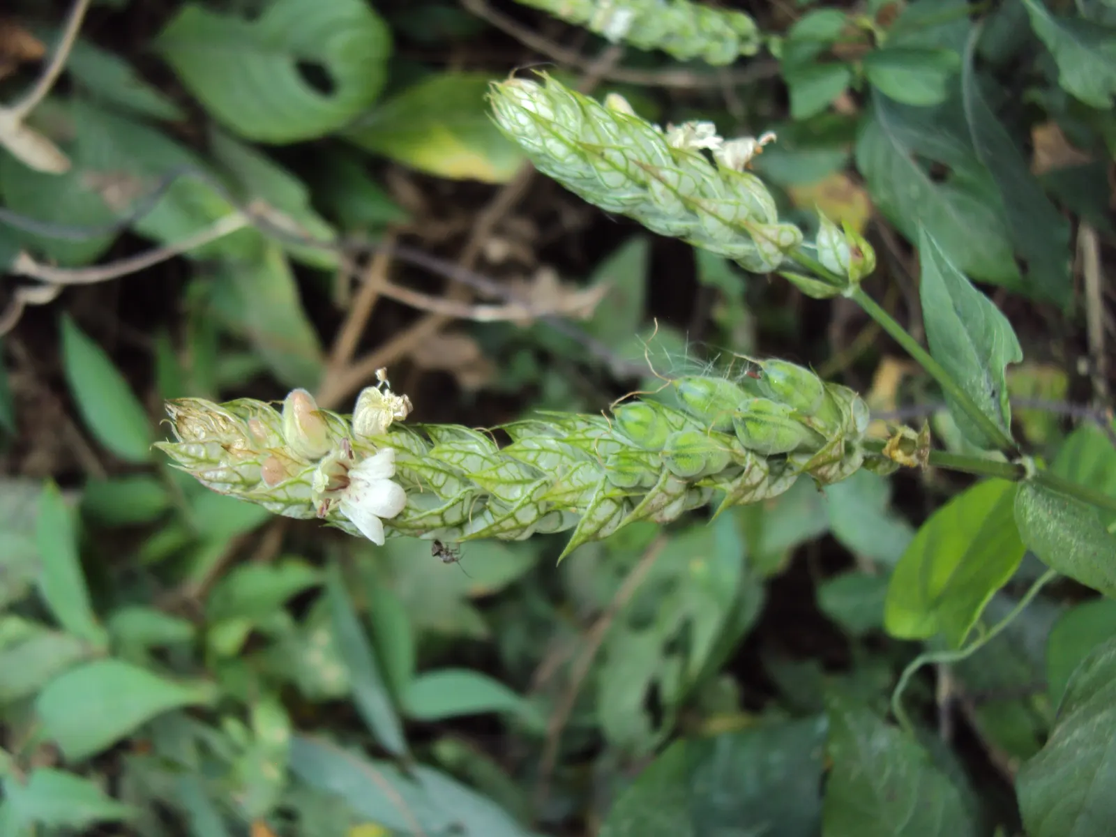 Shrimp Plant (Justicia Brandegeeana) — Regular pruning will maintain its bushy appearance and promote continuous flowering; multi-colored and pink, image 85