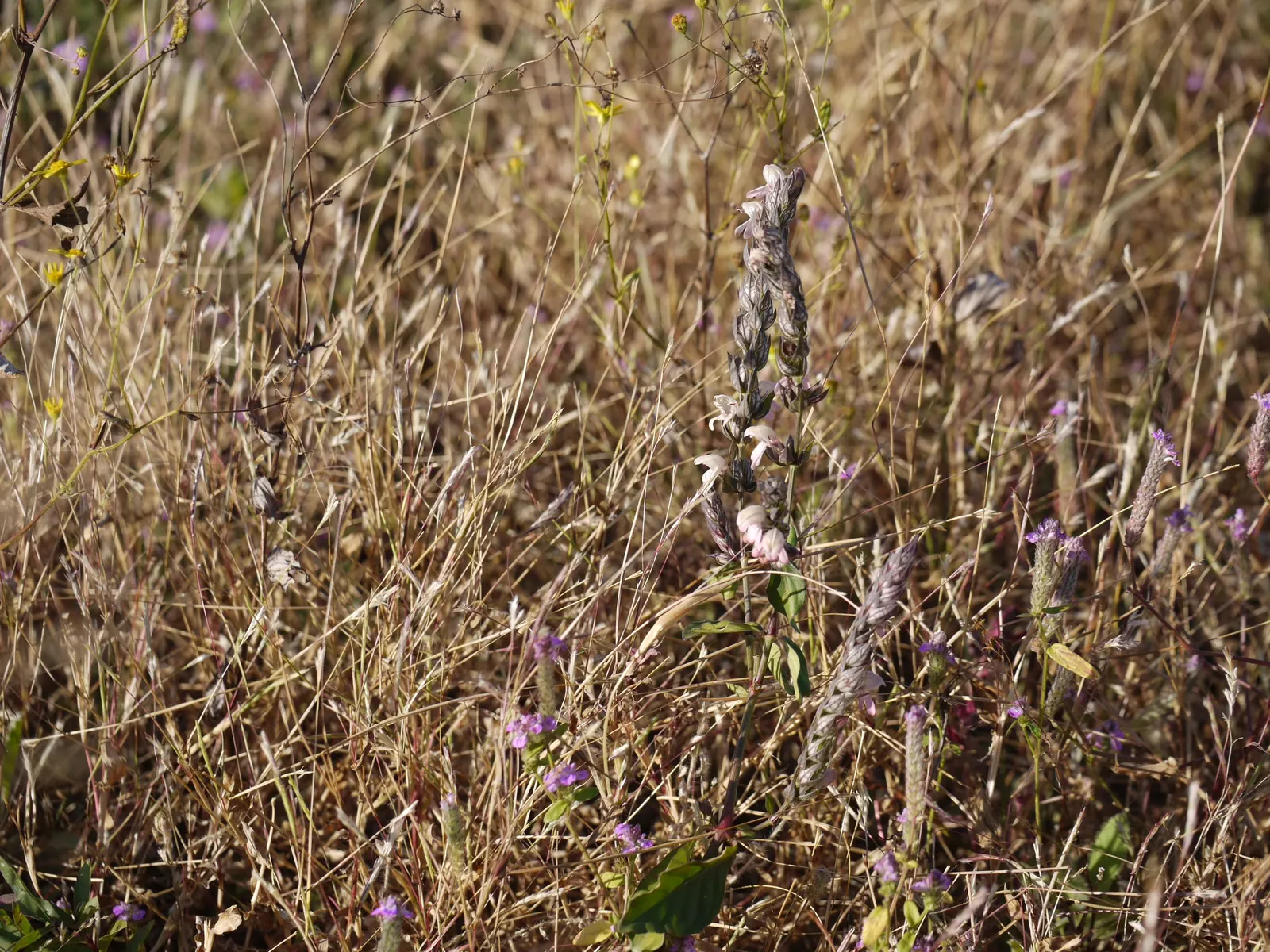 Shrimp Plant (Justicia Brandegeeana) — multi-colored and pink flowers in the garden; preferring partial shade, it thrives in well-draining soil and, image 86