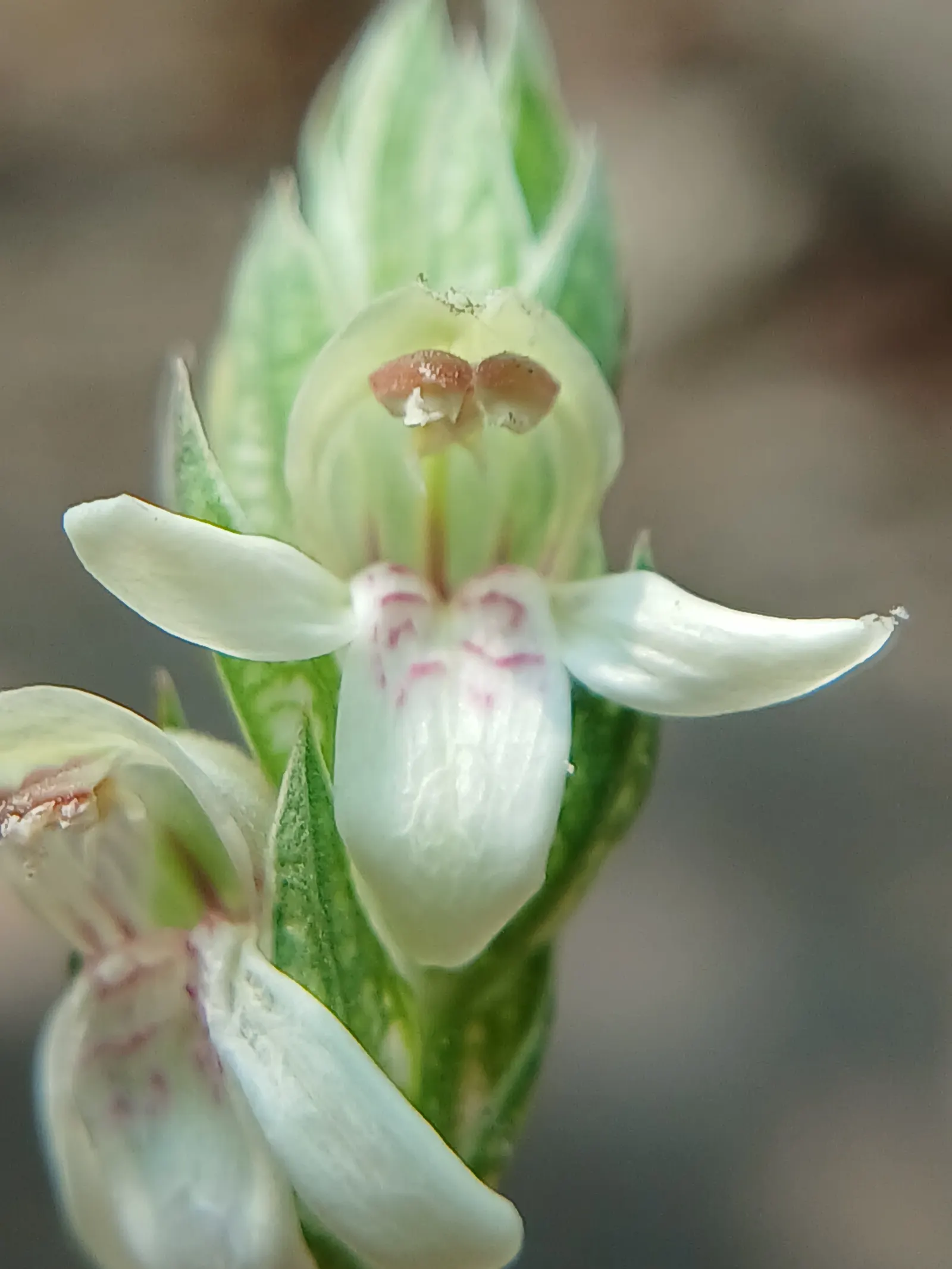 Shrimp Plant (Justicia Brandegeeana) — Delivering moderate water needs; shrub with multi-colored and pink blooms, image 82