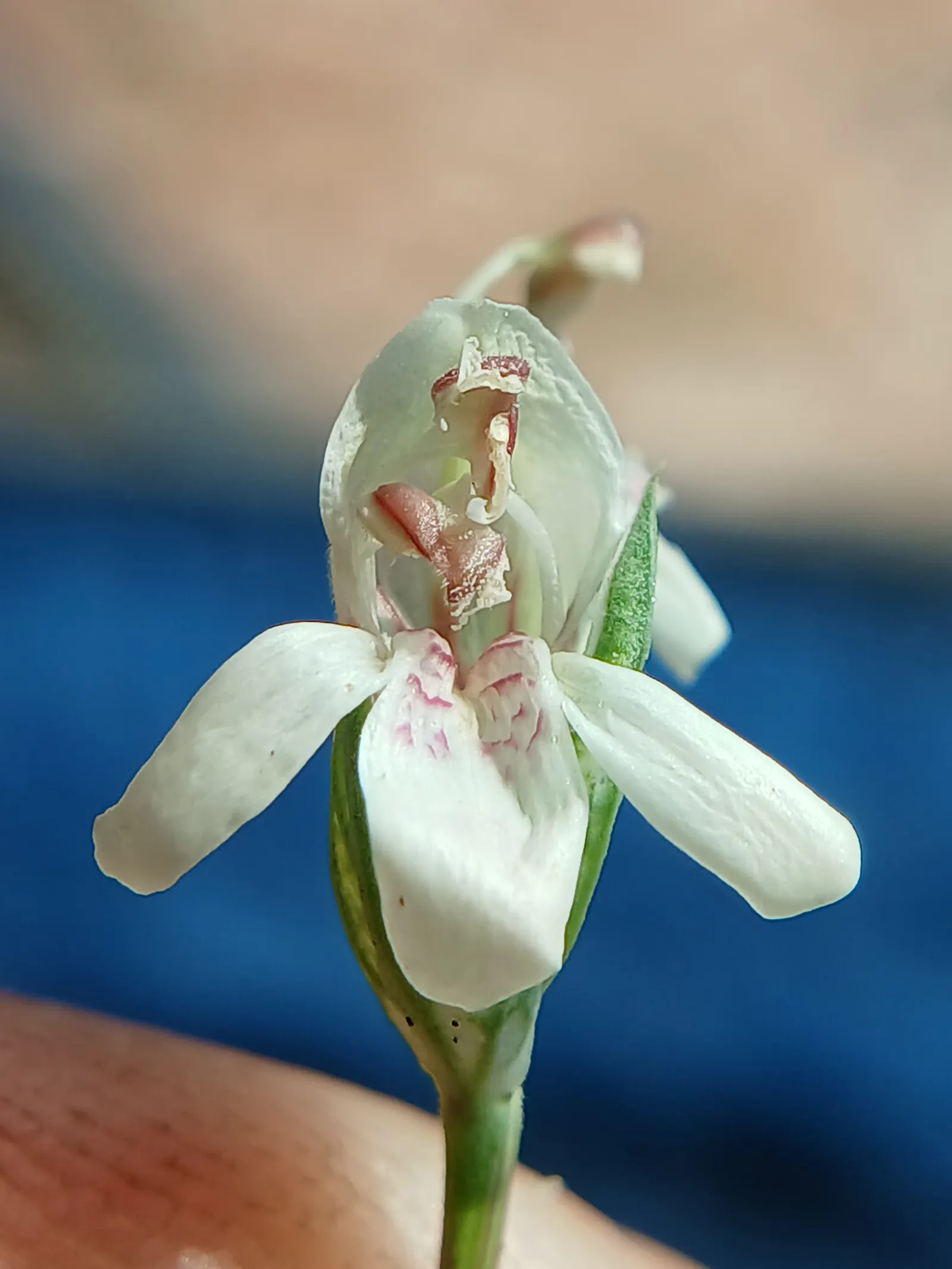 Shrimp Plant (Justicia Brandegeeana) — commonly known as Shrimp Plant; with a mature height of 3-4 feet and a spread of 2-3 feet, image 89