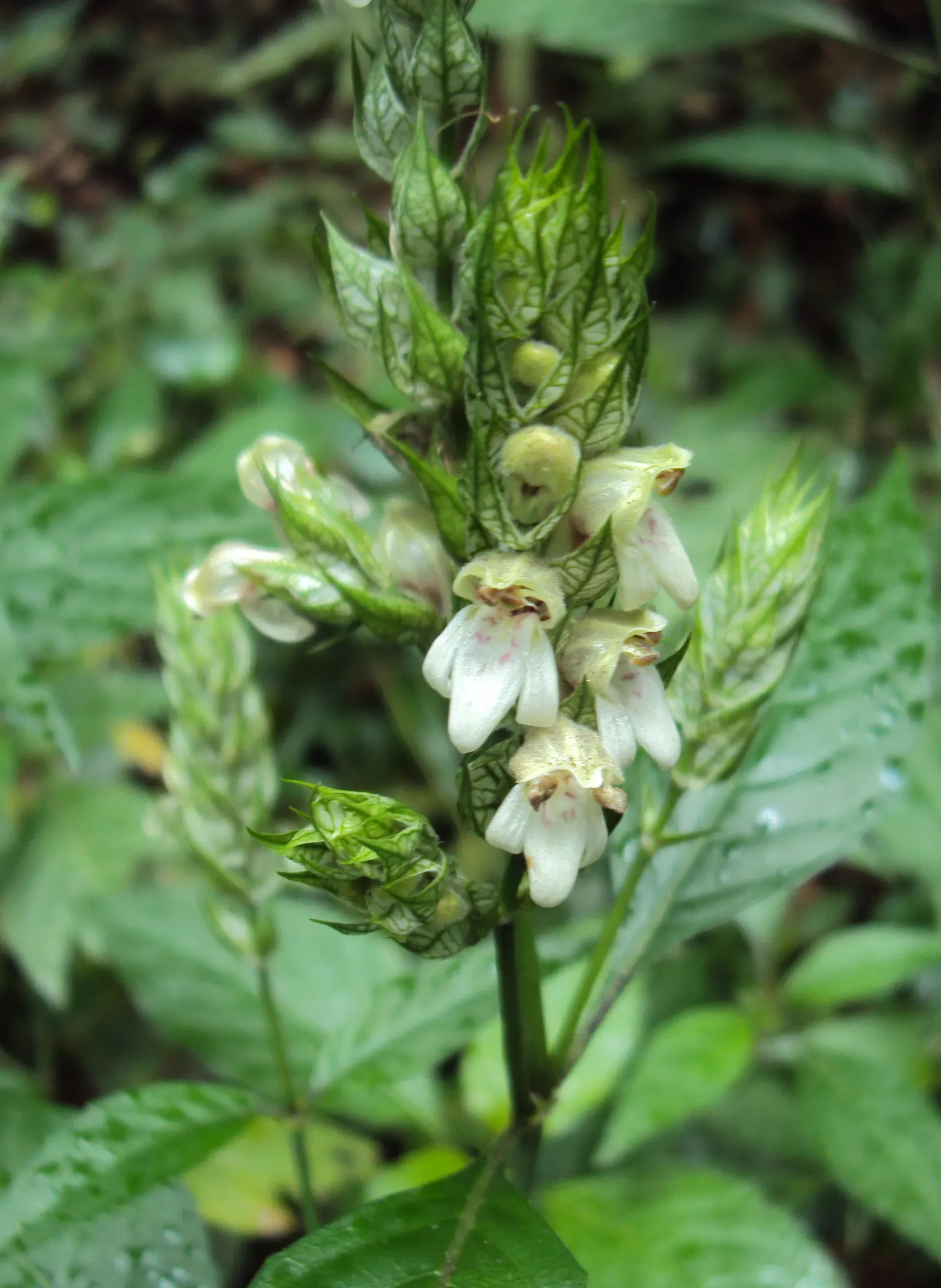Shrimp Plant (Justicia Brandegeeana) — with a mature height of 3-4 feet and a spread of 2-3 feet; this ornamental offers year-round appeal in zones, image 70