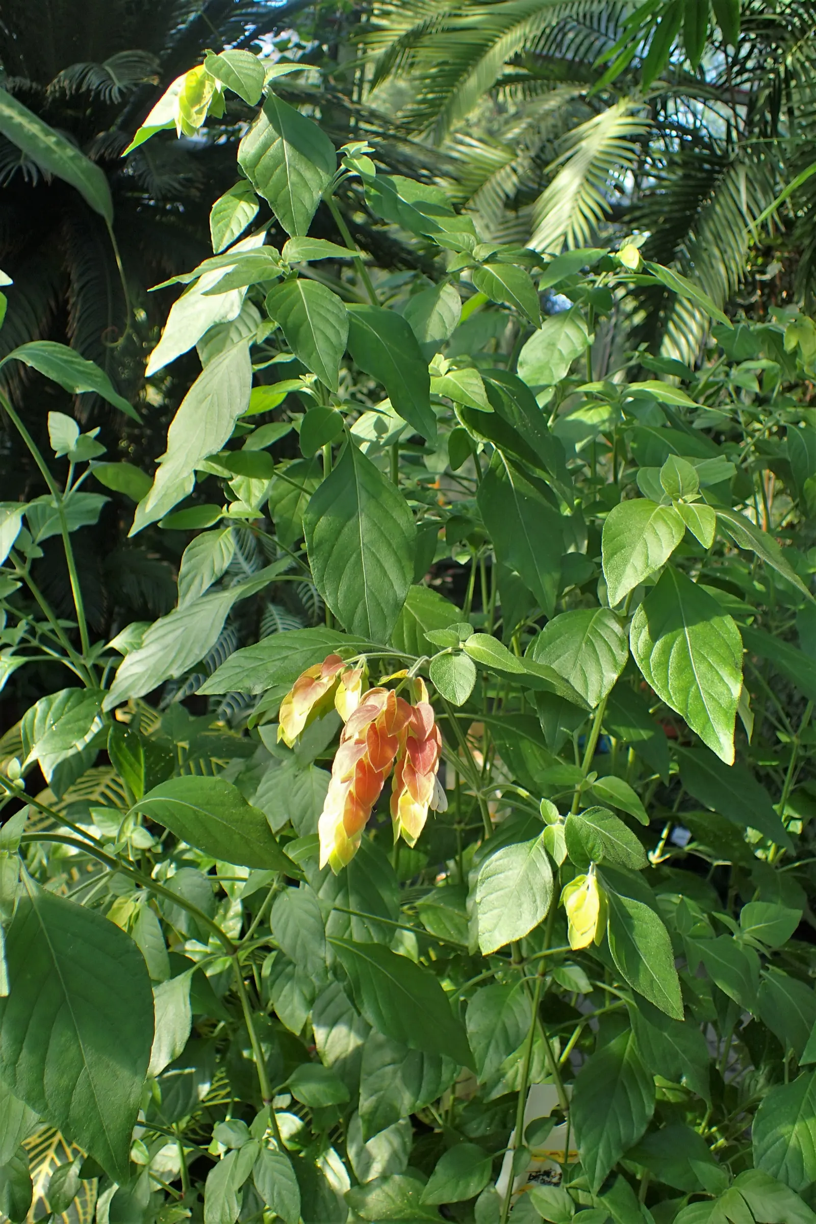 Shrimp Plant (Justicia Brandegeeana) — is an evergreen perennial that enlivens gardens with its unique; shrimp-like bracts that showcase an, image 178