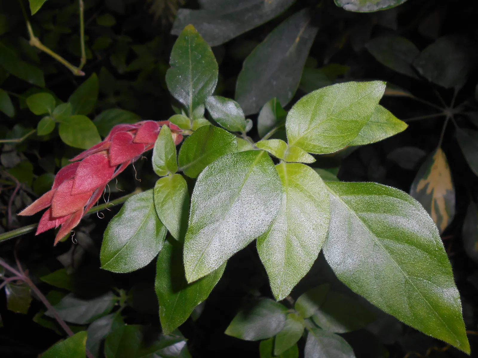 Shrimp Plant (Justicia Brandegeeana) — multi-colored and pink flowers in the garden; preferring partial shade, it thrives in well-draining soil and, image 196