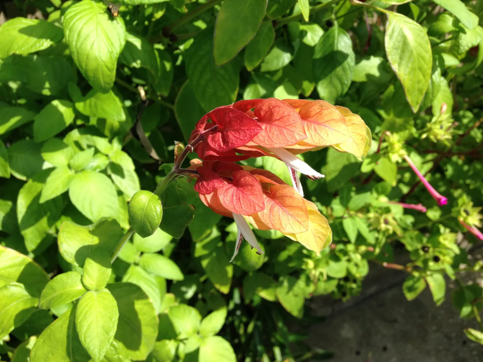 Shrimp Plant (Justicia Brandegeeana) — Regular pruning will maintain its bushy appearance and promote continuous flowering; multi-colored and pink, image 195