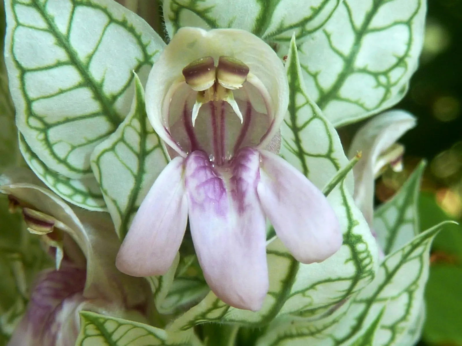 Shrimp Plant (Justicia Brandegeeana) — the Shrimp Plant thrives in USDA hardiness zones 9 to 11; shrub for half, image 101