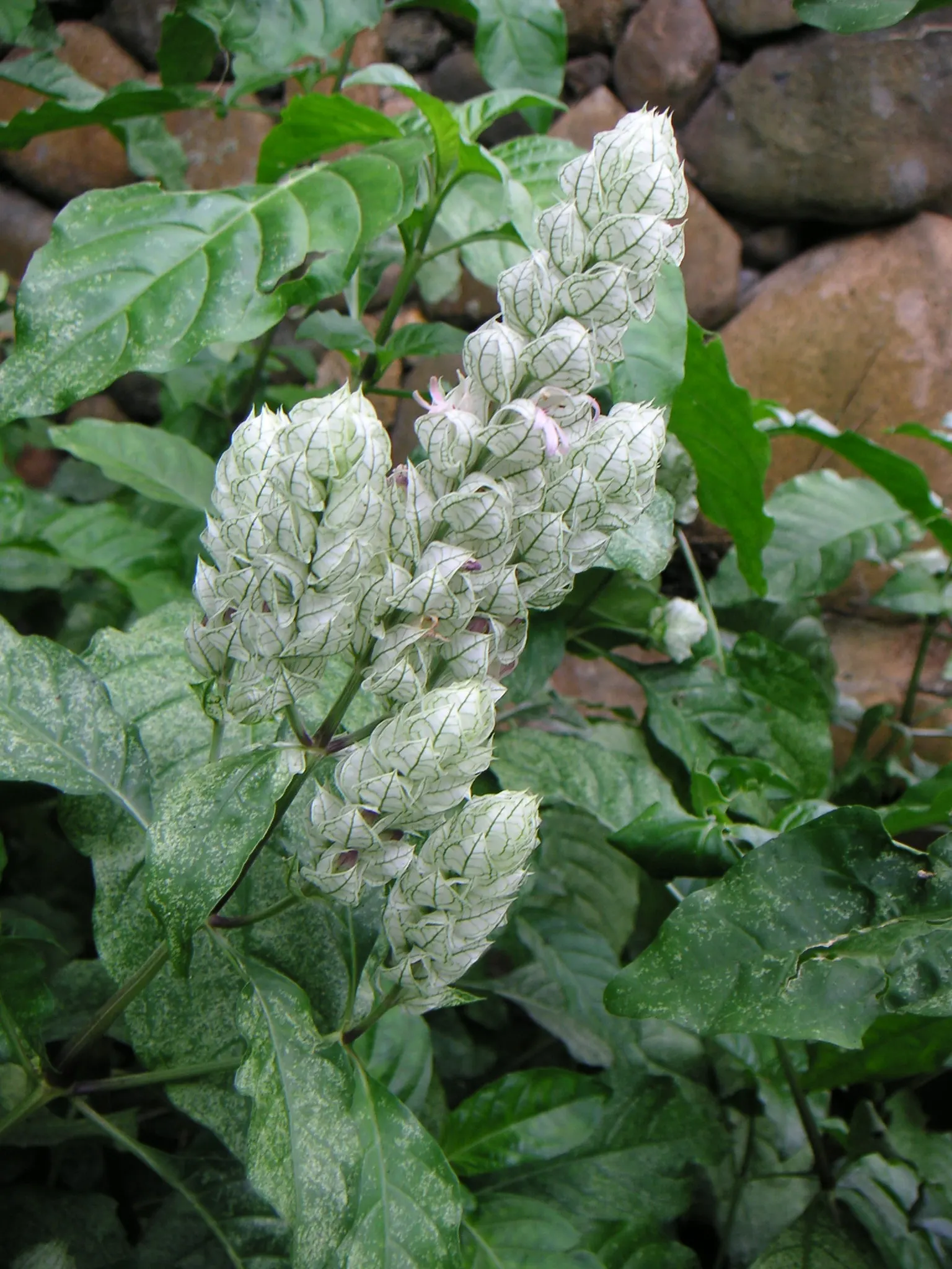 Shrimp Plant (Justicia Brandegeeana) — shrub with multi-colored and pink blooms; sunset orange.<br><br>Reaching heights of 3 to 4 feet with a, image 87