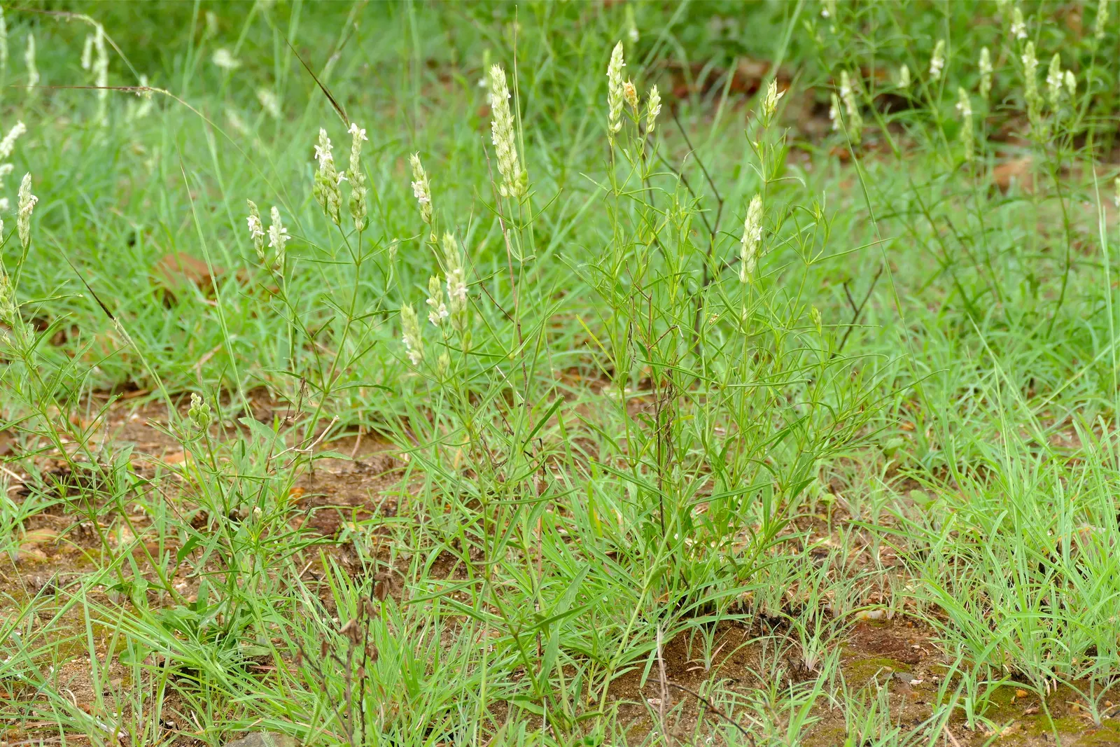 Shrimp Plant (Justicia Brandegeeana) — It prefers a warm climate and is best situated in partial shade; attracts hummingbirds and butterflies, image 102