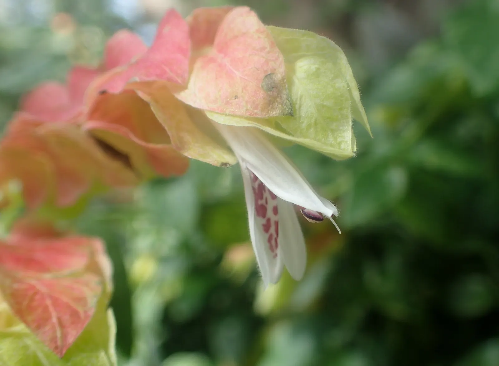 Shrimp Plant (Justicia Brandegeeana) — this plant is noted for its unique; commonly known as Shrimp Plant, image 164