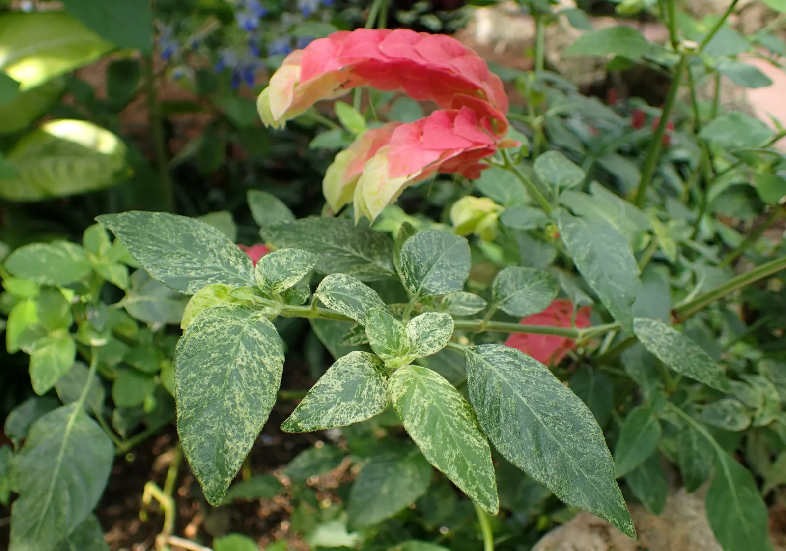Shrimp Plant (Justicia Brandegeeana) — shrimp-like bracts that showcase an intriguing blend of colors; scientifically known as Justicia brandegeeana, image 209