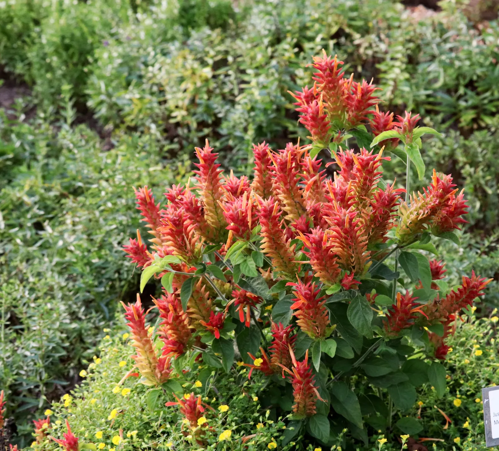 Shrimp Plant (Justicia Brandegeeana) — Pruning promotes bushiness; it's ideal for mixed borders and container displays; slow-release fertilizer to, image 182