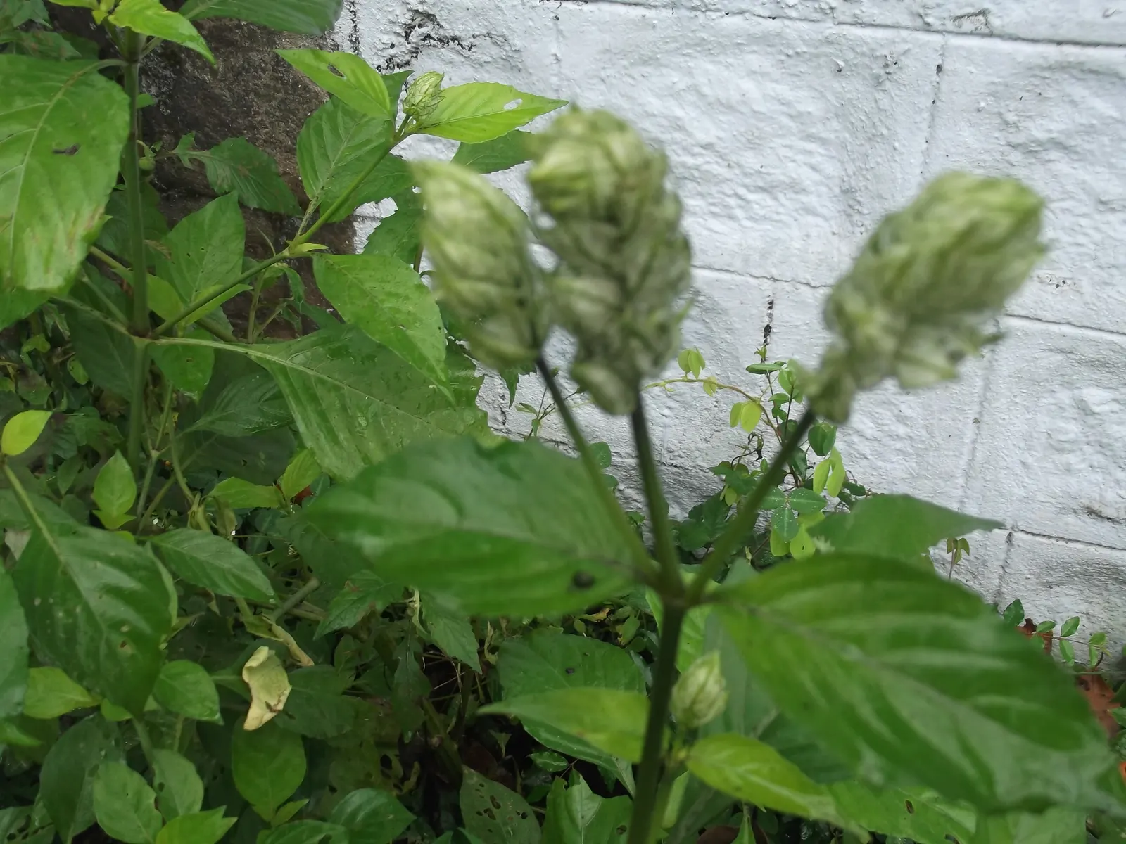 Shrimp Plant (Justicia Brandegeeana) — Pruning promotes bushiness; it's ideal for mixed borders and container displays; slow-release fertilizer to, image 94