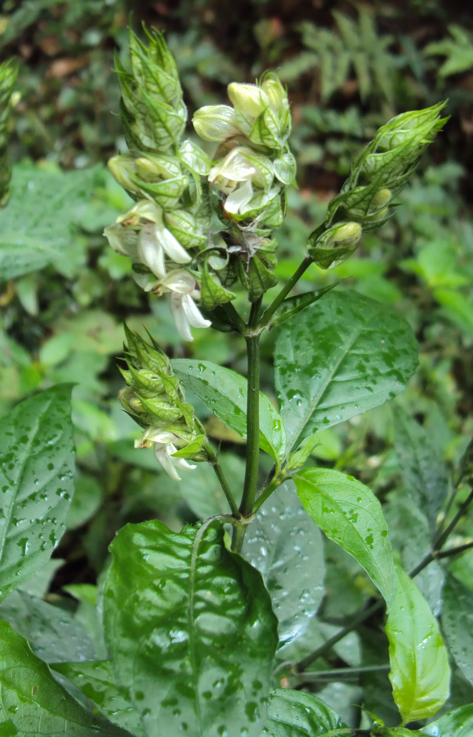 Shrimp Plant (Justicia Brandegeeana) — is an evergreen perennial that enlivens gardens with its unique; shrimp-like bracts that showcase an, image 68