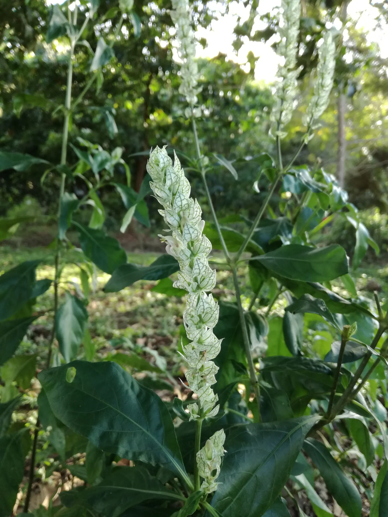 Shrimp Plant (Justicia Brandegeeana) — Attracts hummingbirds and butterflies; is an evergreen perennial that enlivens gardens with its unique, image 95