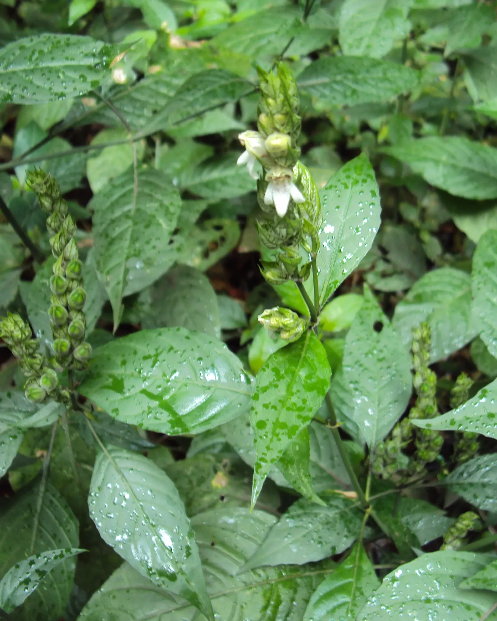 Shrimp Plant (Justicia Brandegeeana) — Regular pruning will maintain its bushy appearance and promote continuous flowering; multi-colored and pink, image 63