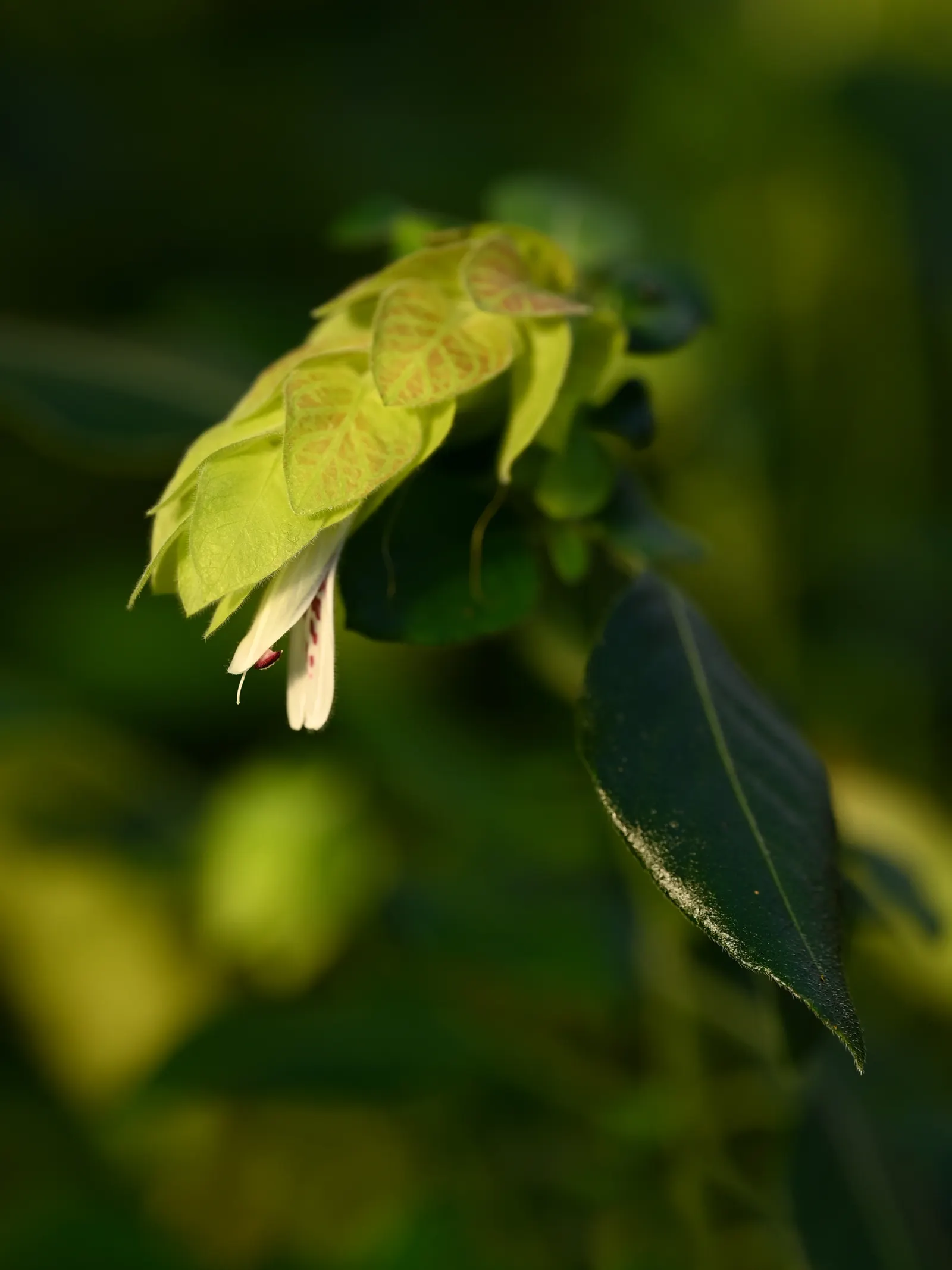 Shrimp Plant (Justicia Brandegeeana) — though it's advisable to allow the soil to dry slightly between watering sessions; it prefers a warm climate, image 213