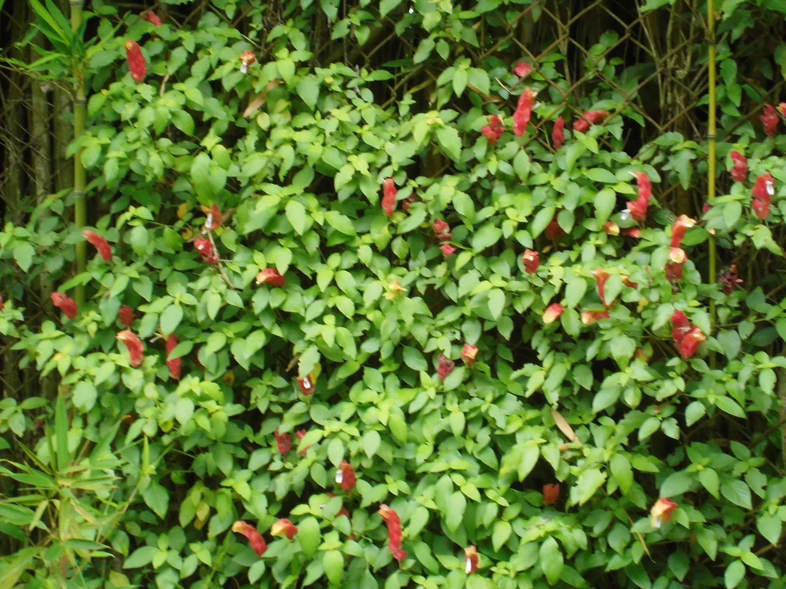 Shrimp Plant (Justicia Brandegeeana) — shrub with multi-colored and pink blooms; sunset orange.<br><br>Reaching heights of 3 to 4 feet with a, image 197