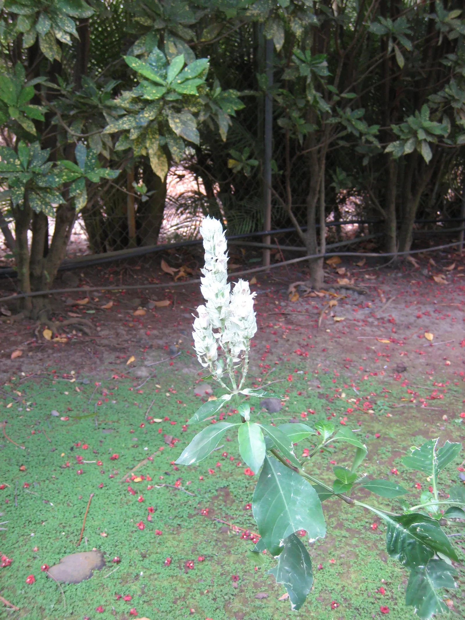 Shrimp Plant (Justicia Brandegeeana) — multi-colored and pink flowers in the garden; preferring partial shade, it thrives in well-draining soil and, image 218