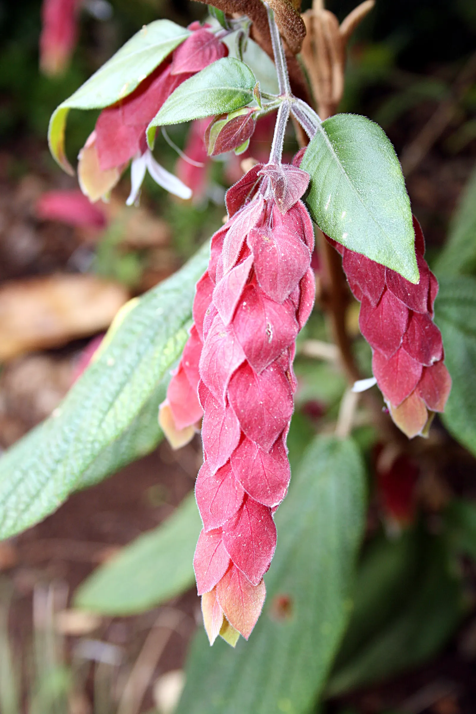 Shrimp Plant (Justicia Brandegeeana) — is an evergreen perennial that enlivens gardens with its unique; shrimp-like bracts that showcase an, image 200