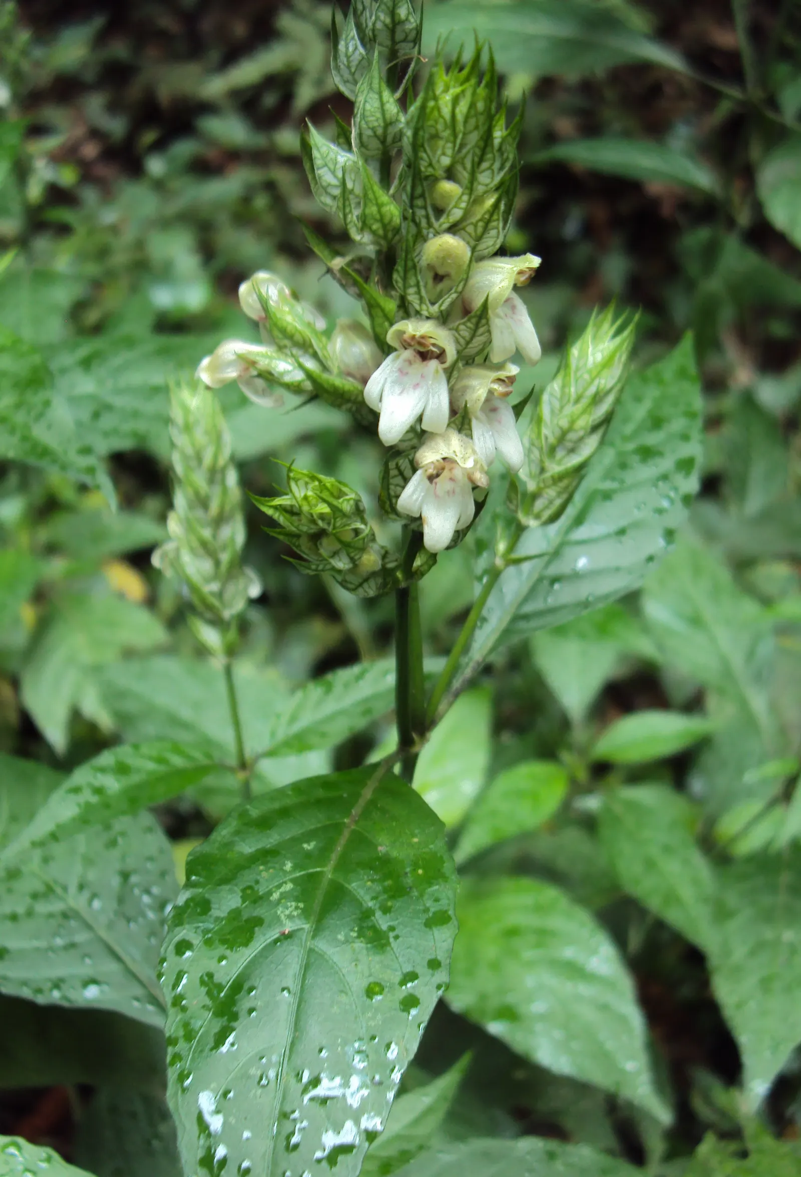 Shrimp Plant (Justicia Brandegeeana) — shrub for half; regular pruning will maintain its bushy appearance and promote continuous flowering, image 66