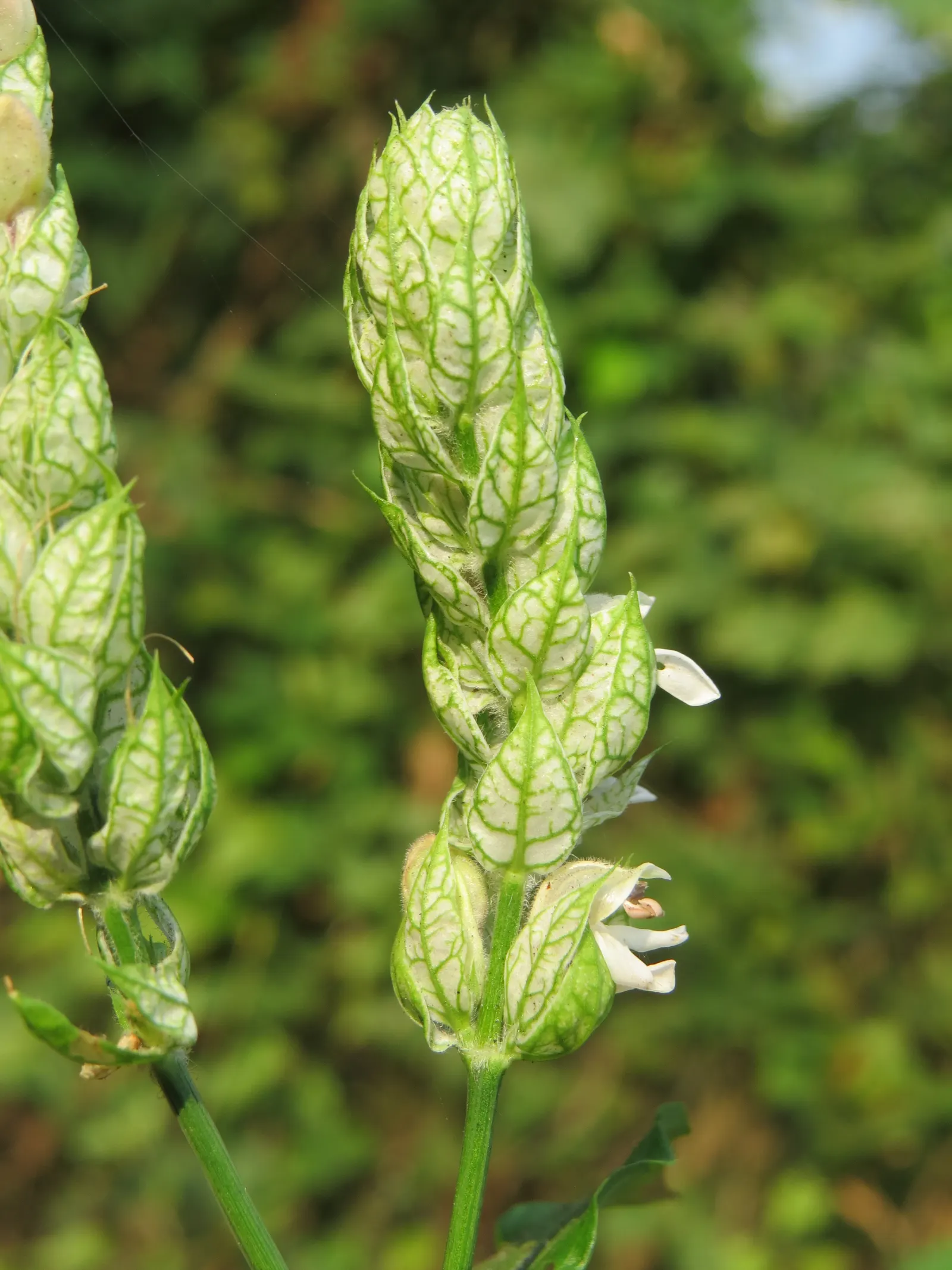 Shrimp Plant (Justicia Brandegeeana) — shrub with multi-colored and pink blooms; sunset orange.<br><br>Reaching heights of 3 to 4 feet with a, image 65
