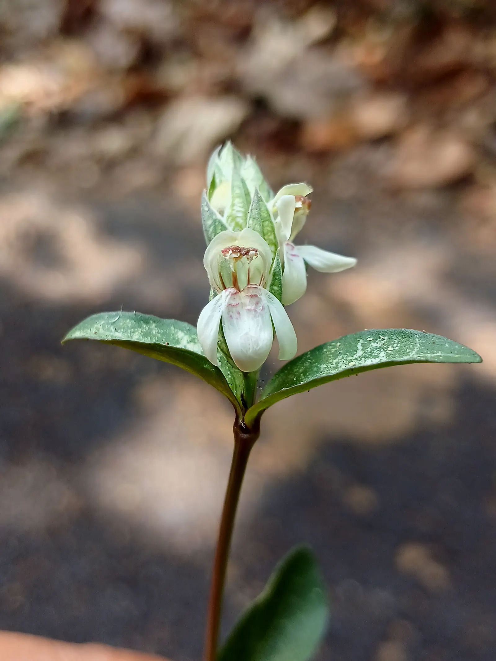Shrimp Plant (Justicia Brandegeeana) — sunset orange.<br><br>Reaching heights of 3 to 4 feet with a spread equally as wide; though it's advisable, image 78