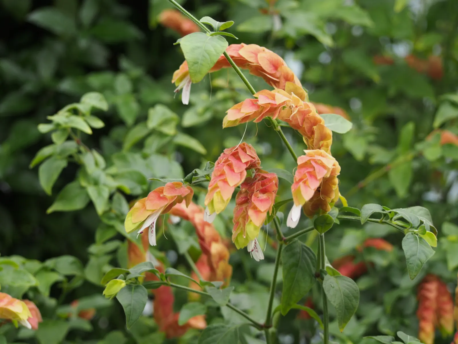 Shrimp Plant (Justicia Brandegeeana) — slow-release fertilizer to encourage robust growth and a prolific display of its distinctive; pruning, image 215