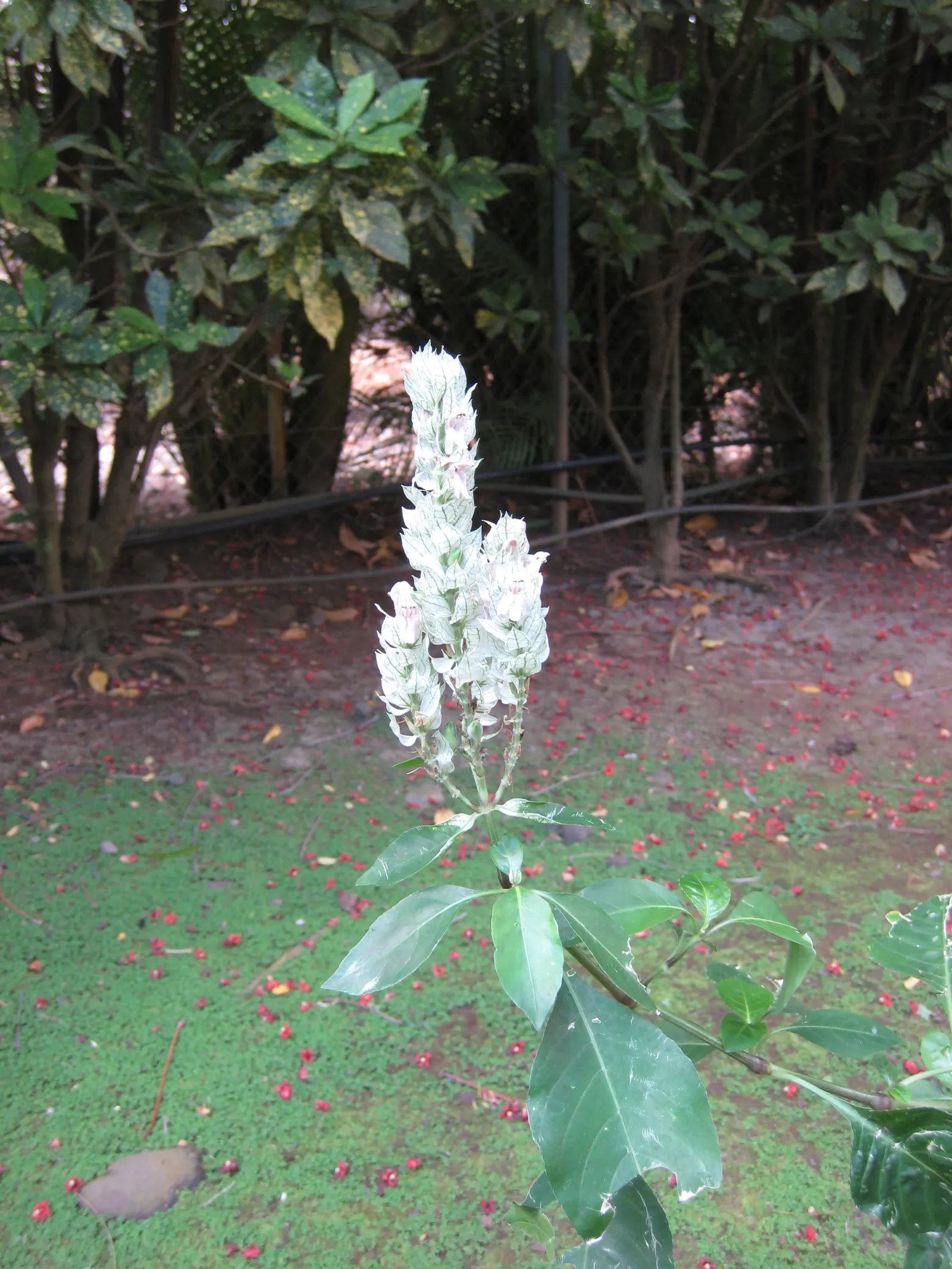 Shrimp Plant (Justicia Brandegeeana) — Regular pruning will maintain its bushy appearance and promote continuous flowering; multi-colored and pink, image 217