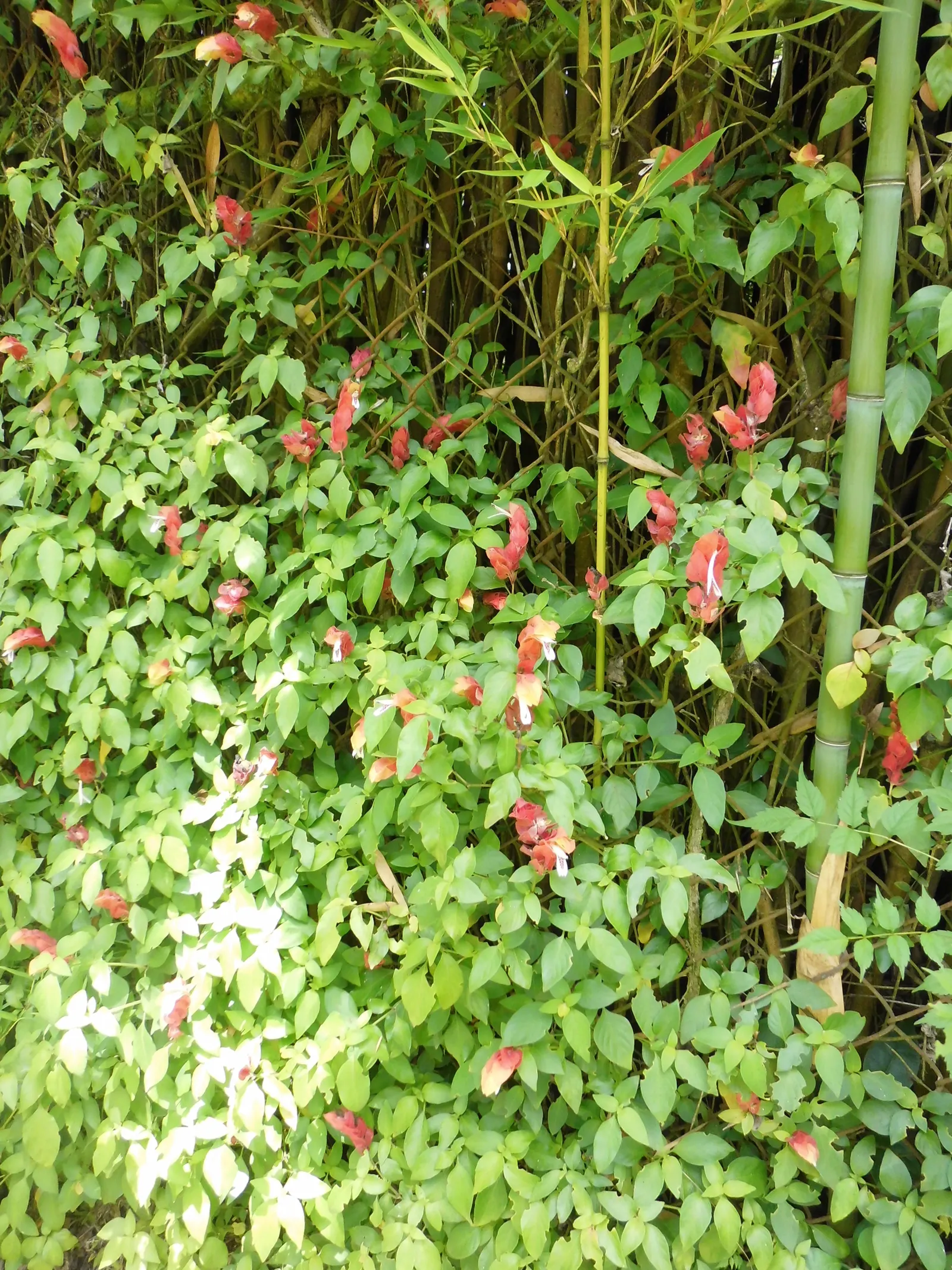 Shrimp Plant (Justicia Brandegeeana) — This ornamental offers year-round appeal in zones 9-11; making it an excellent choice for a garden that, image 201