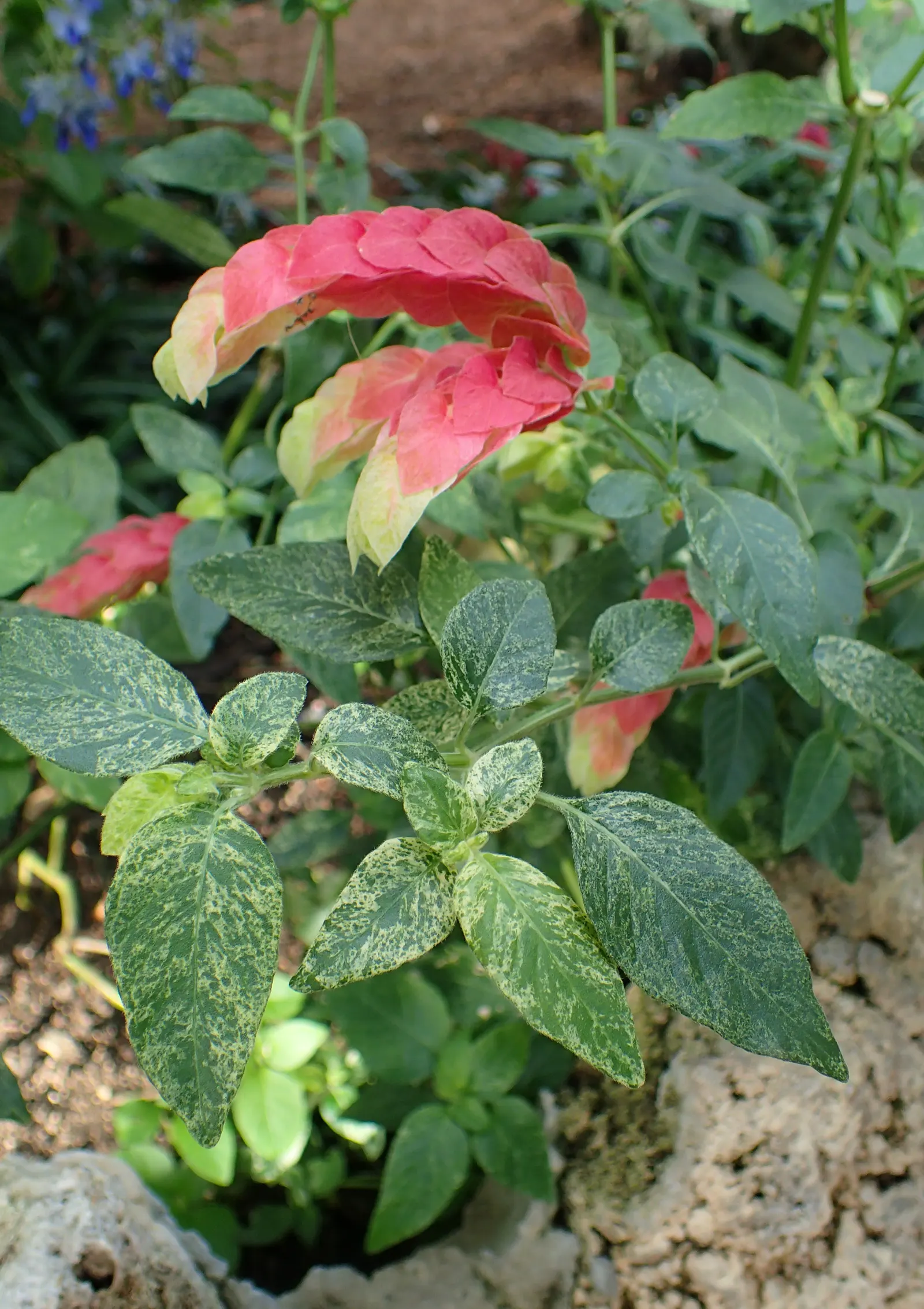 Shrimp Plant (Justicia Brandegeeana) — this plant is noted for its unique; commonly known as Shrimp Plant, image 208