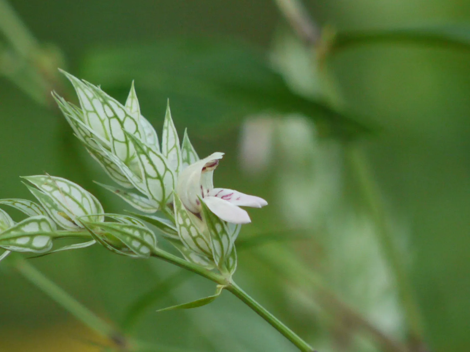 Shrimp Plant (Justicia Brandegeeana) — this plant is noted for its unique; commonly known as Shrimp Plant, image 76